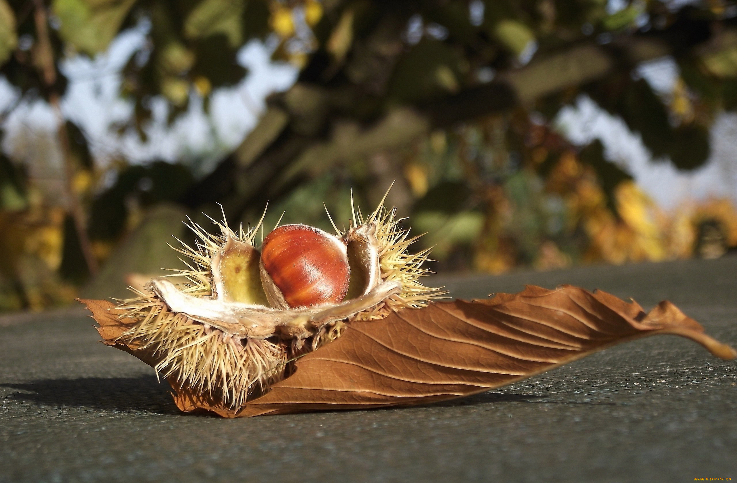 природа, шишки, , жёлуди, , каштаны, каштан