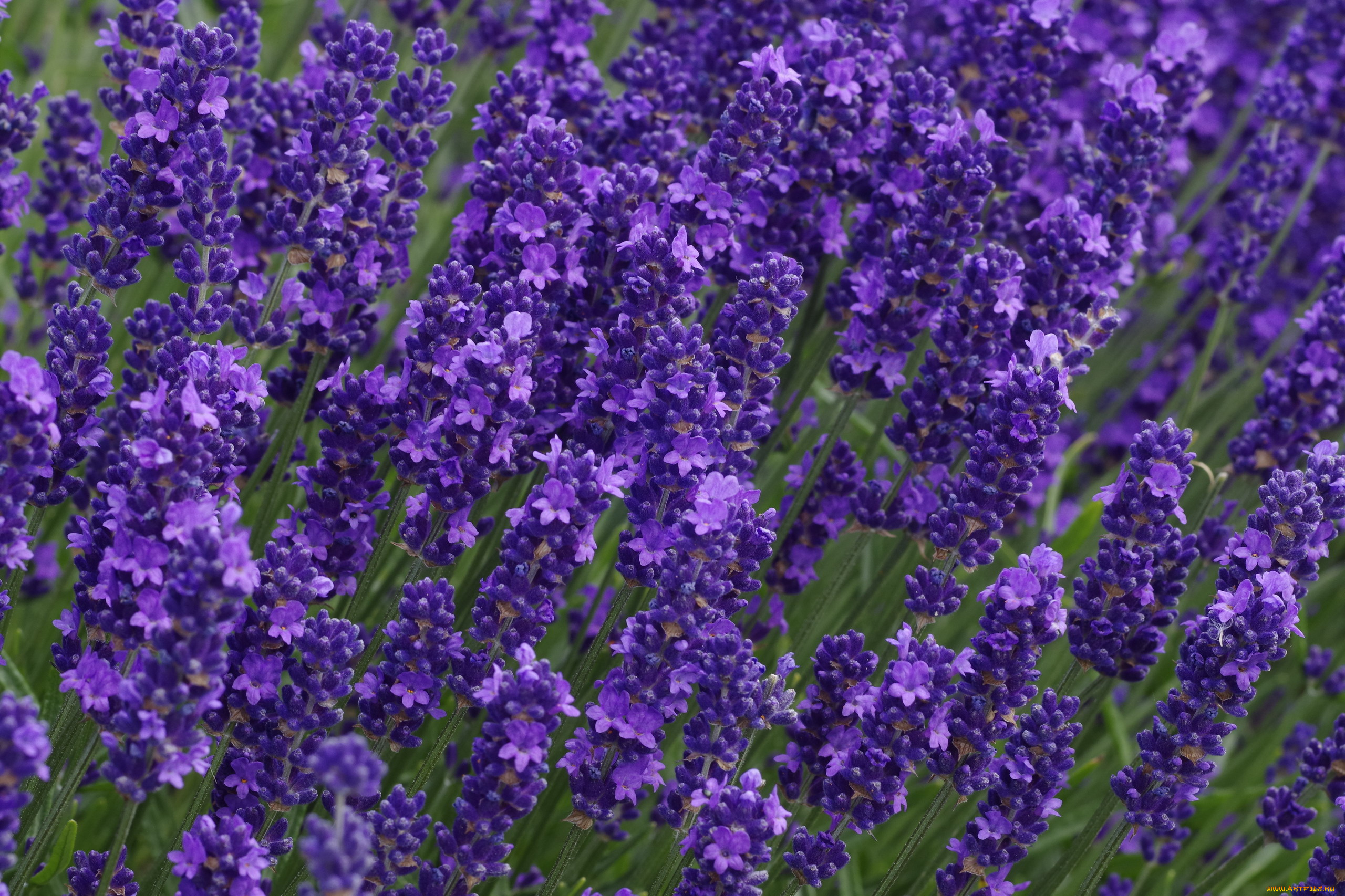 цветы, лаванда, лиловый
