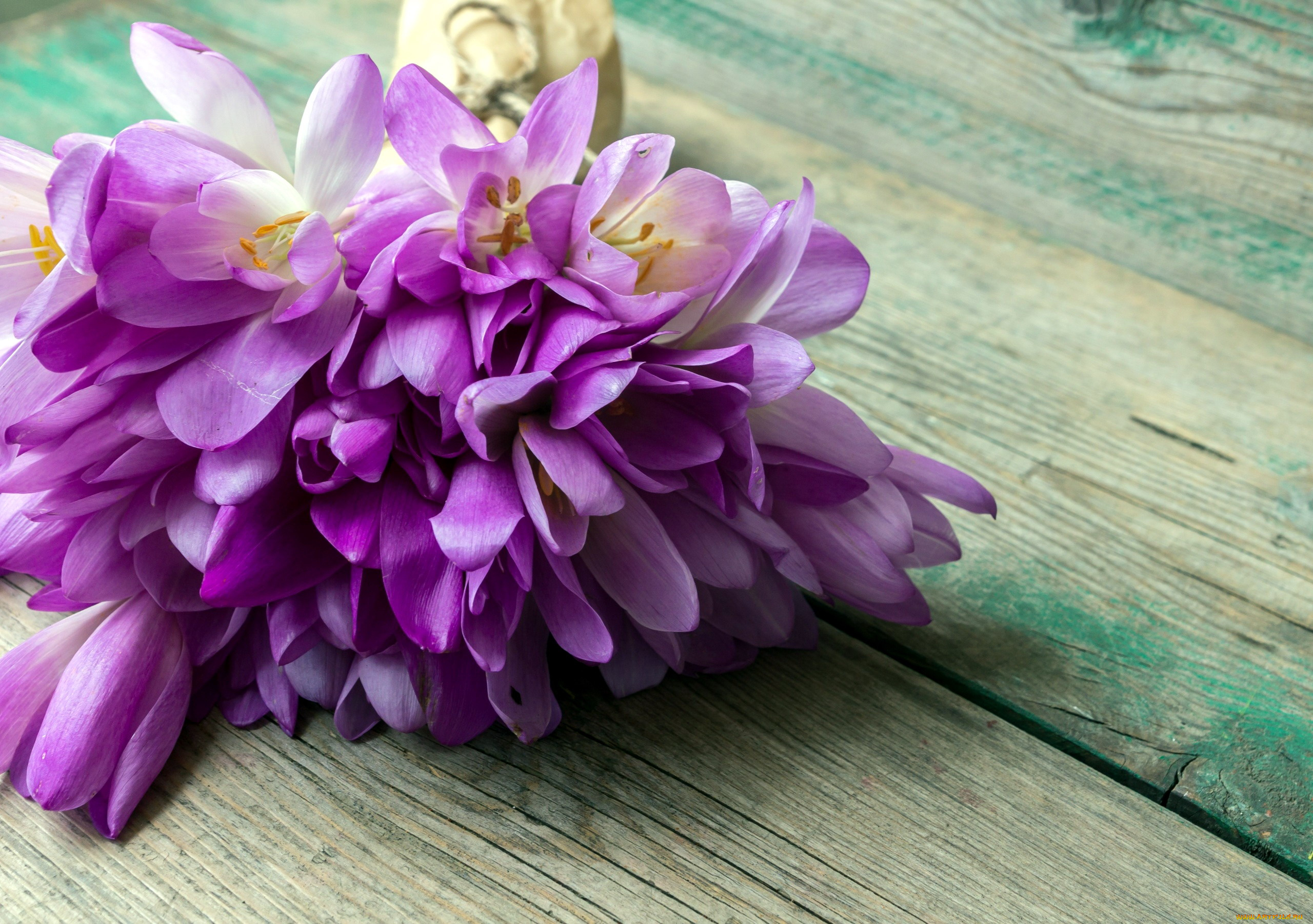 цветы, крокусы, сиреневый