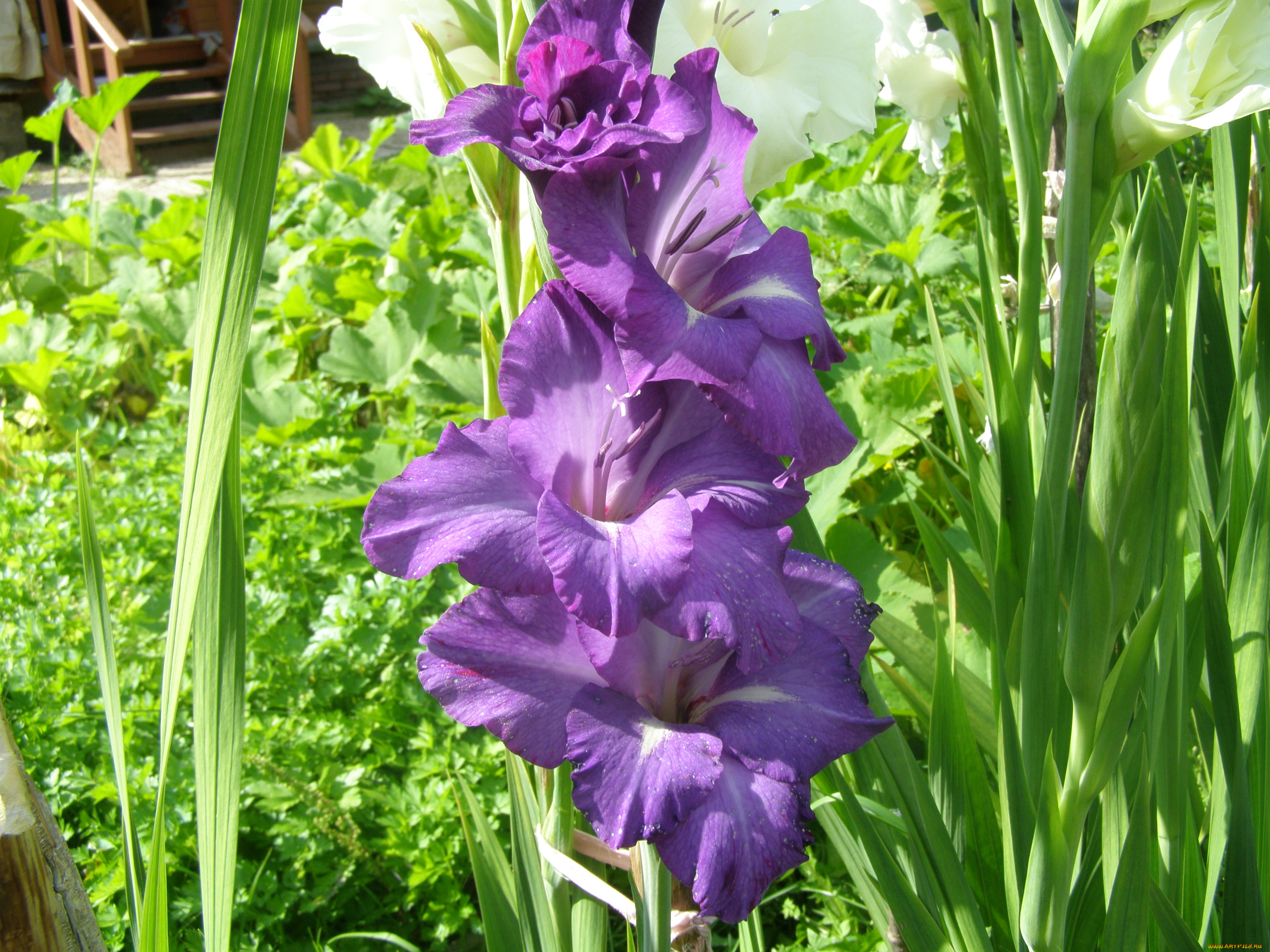 гладиолус, цветы, гладиолусы