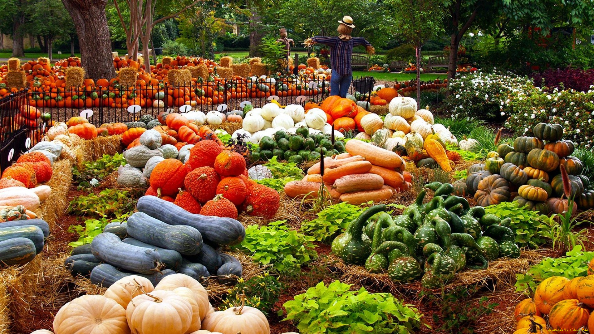 еда, тыква, ассорти, тыквы, чучело, урожай