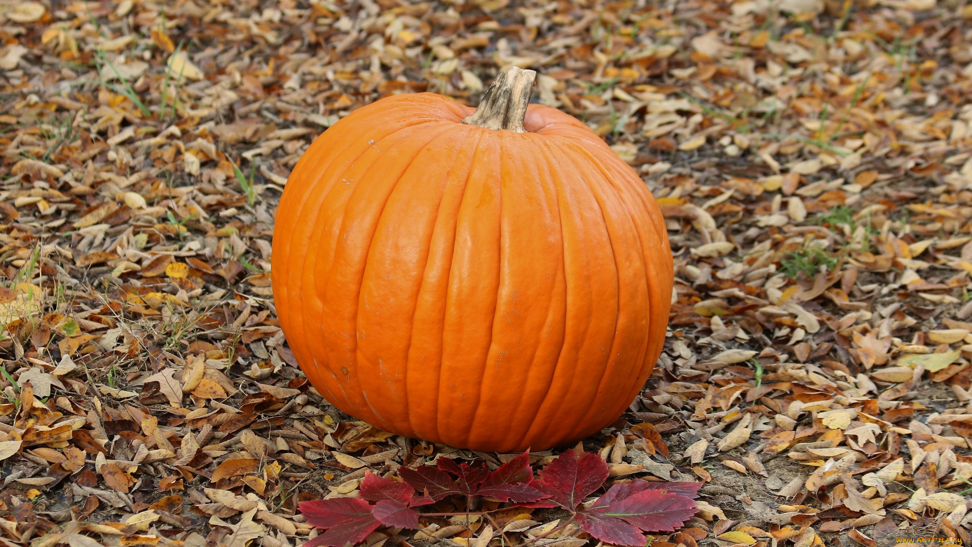 еда, тыква, оранжевая