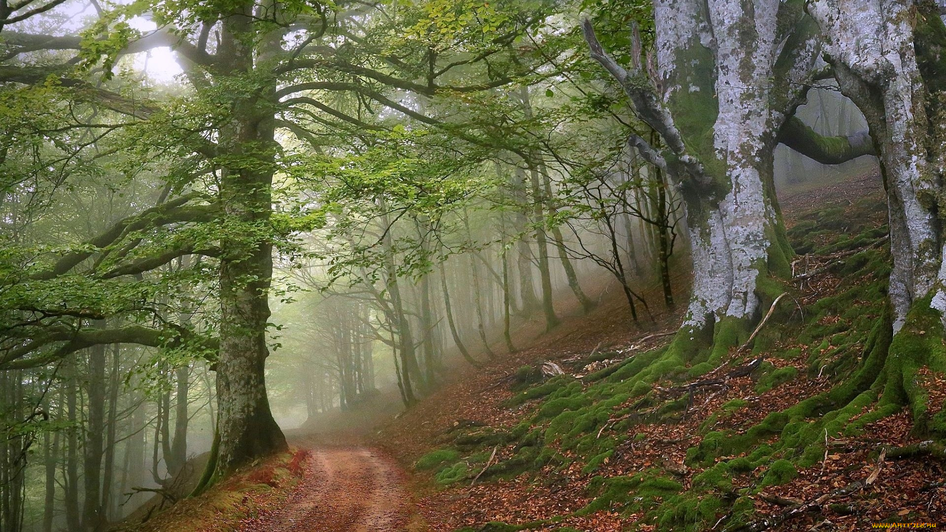 природа, дороги, дорога, лес