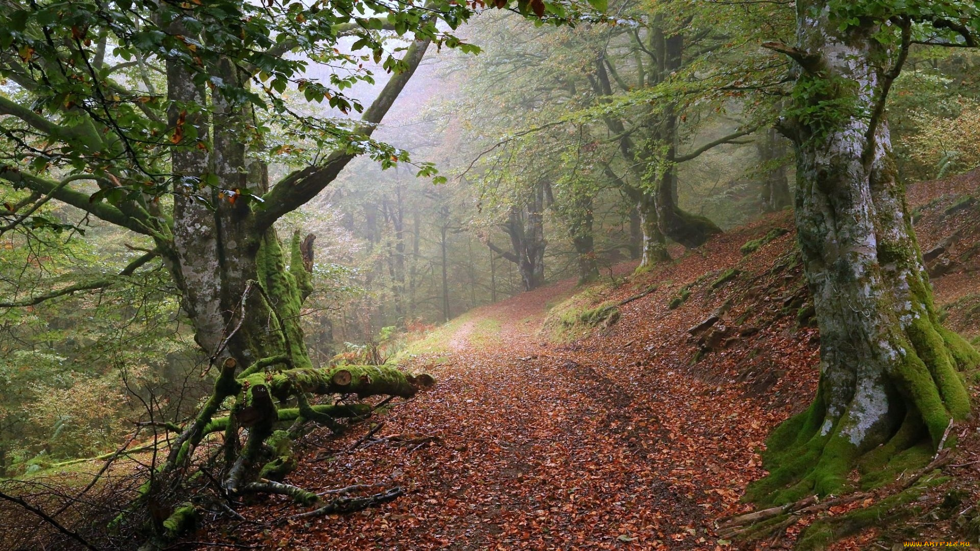 природа, дороги, туман, лес