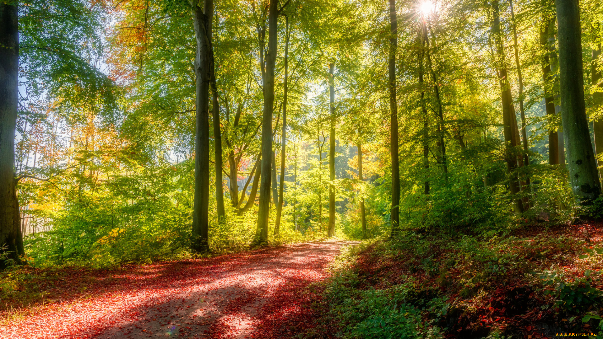 природа, лес, простор