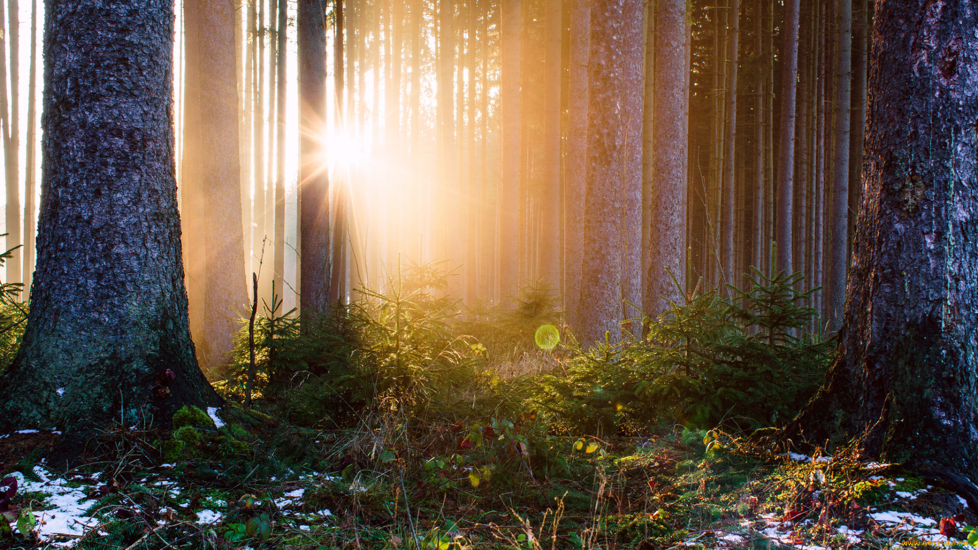 природа, лес, простор