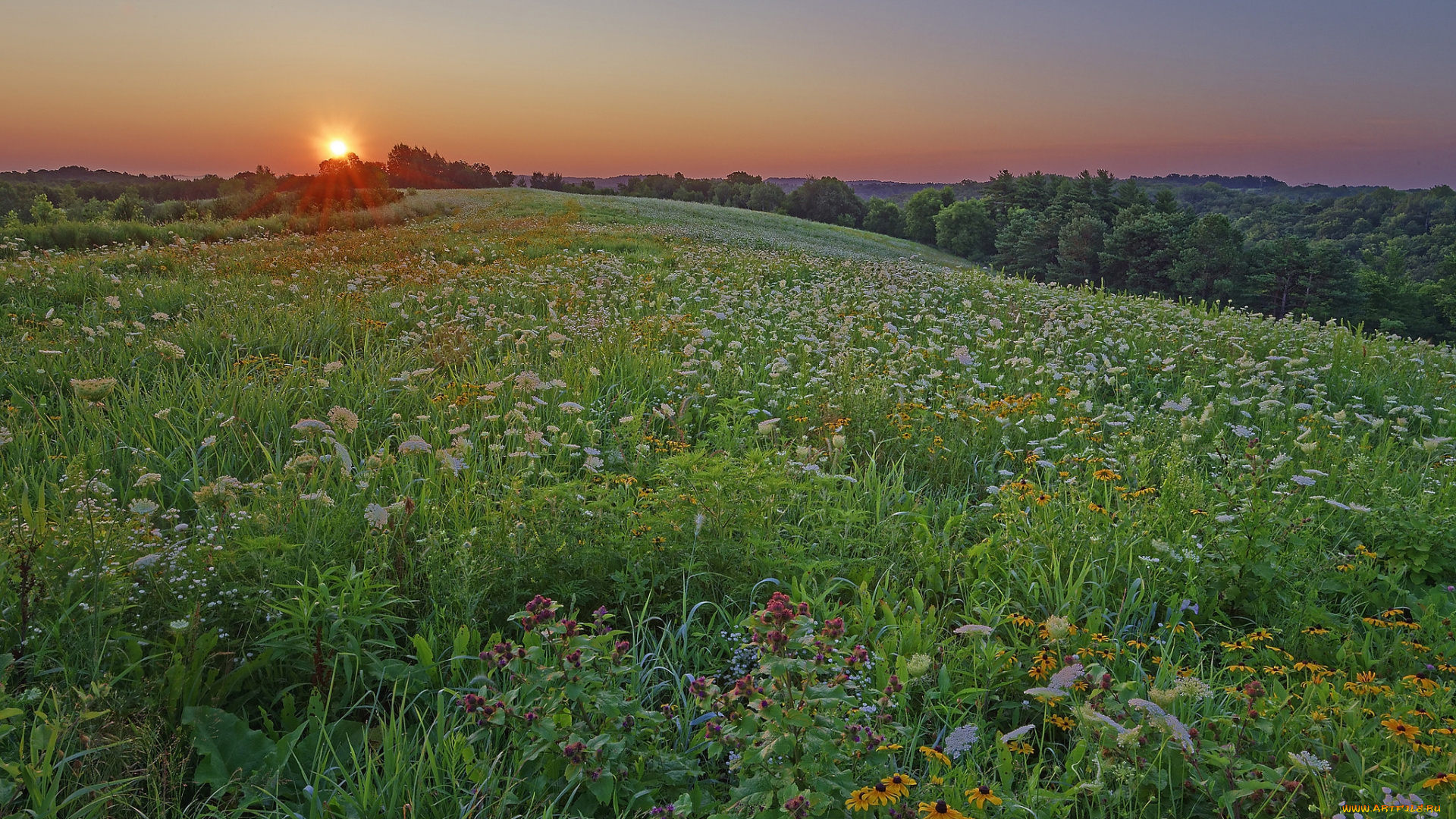 природа, луга, простор
