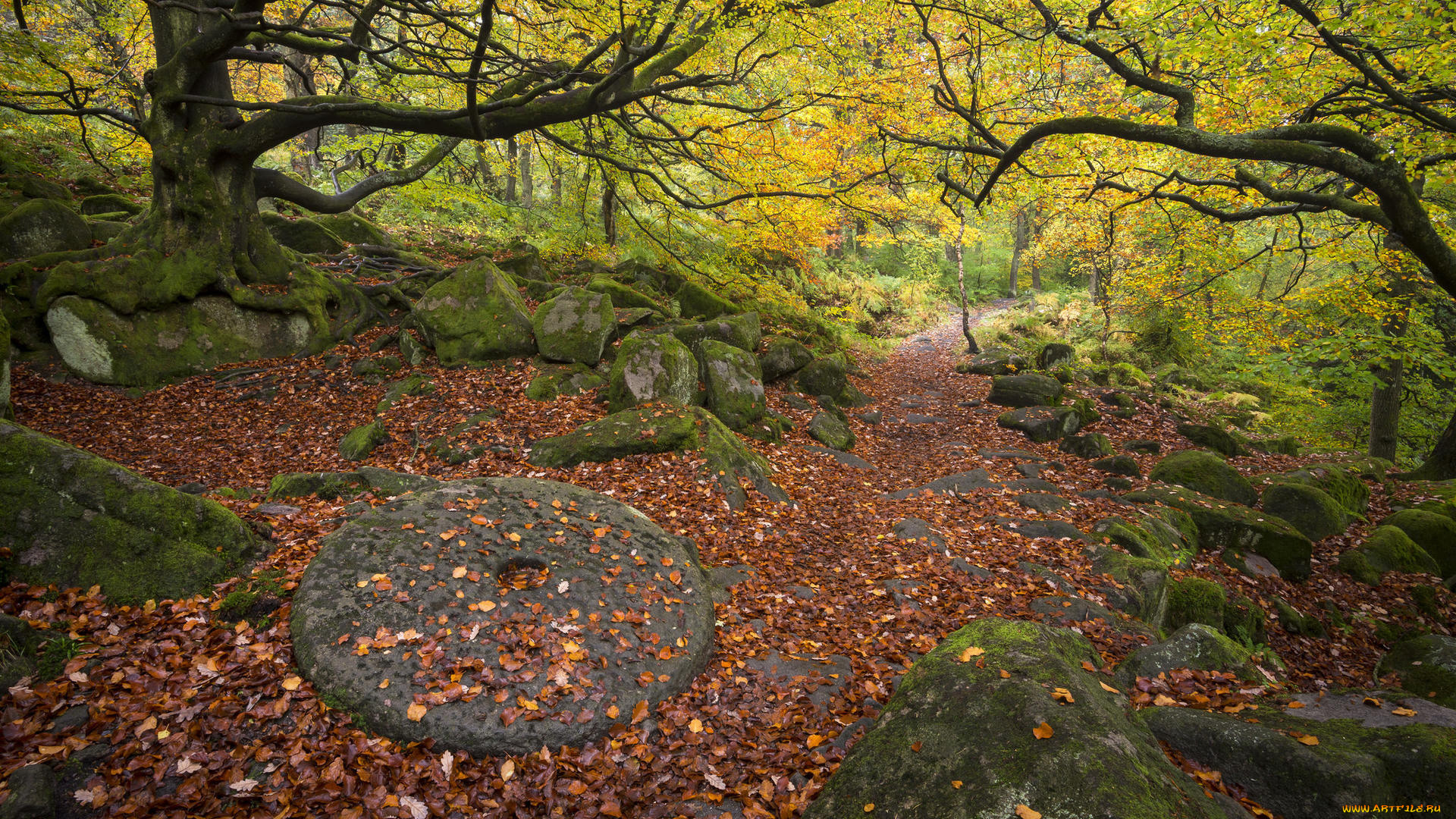 природа, реки, озера, камни, лес