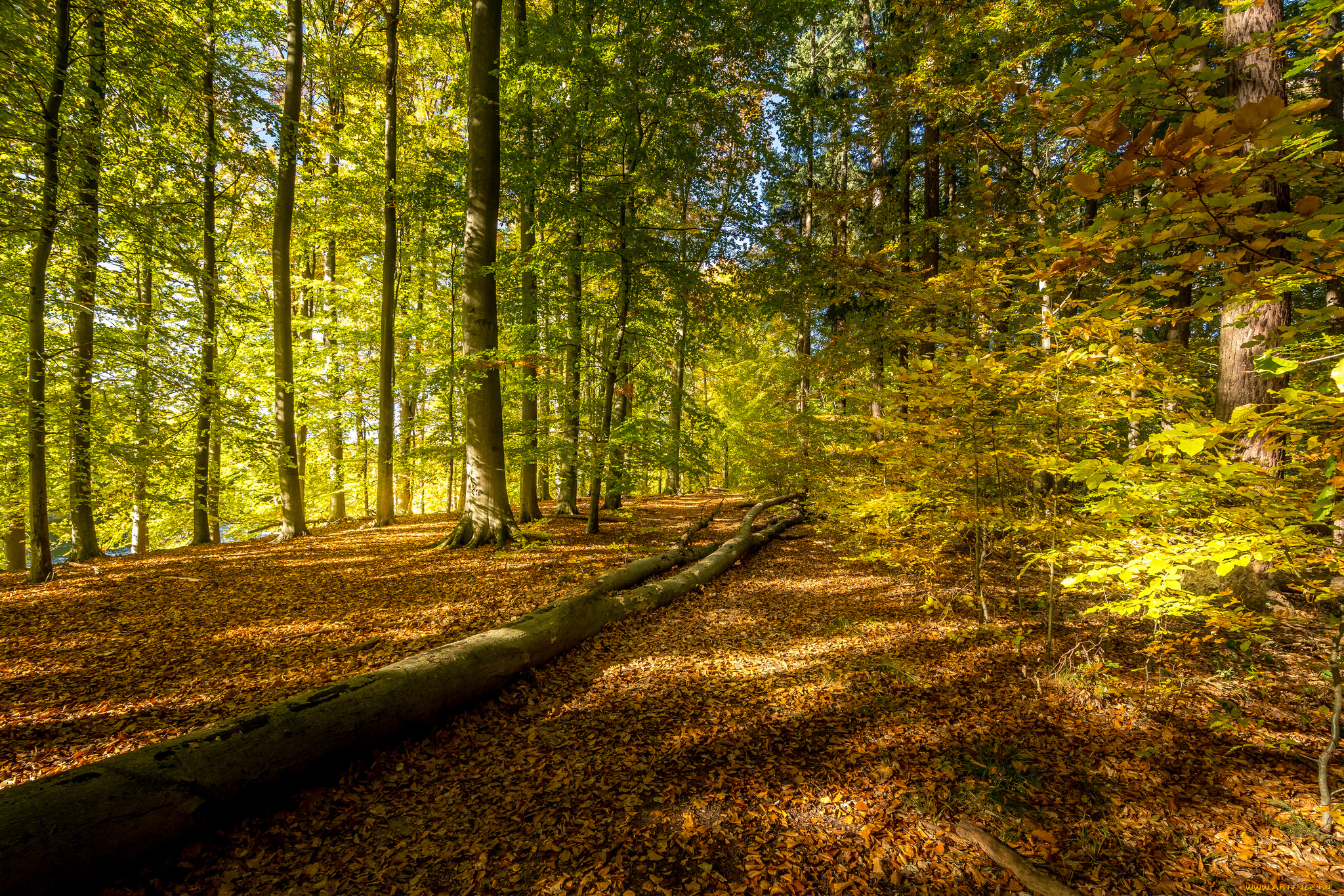 природа, лес, простор