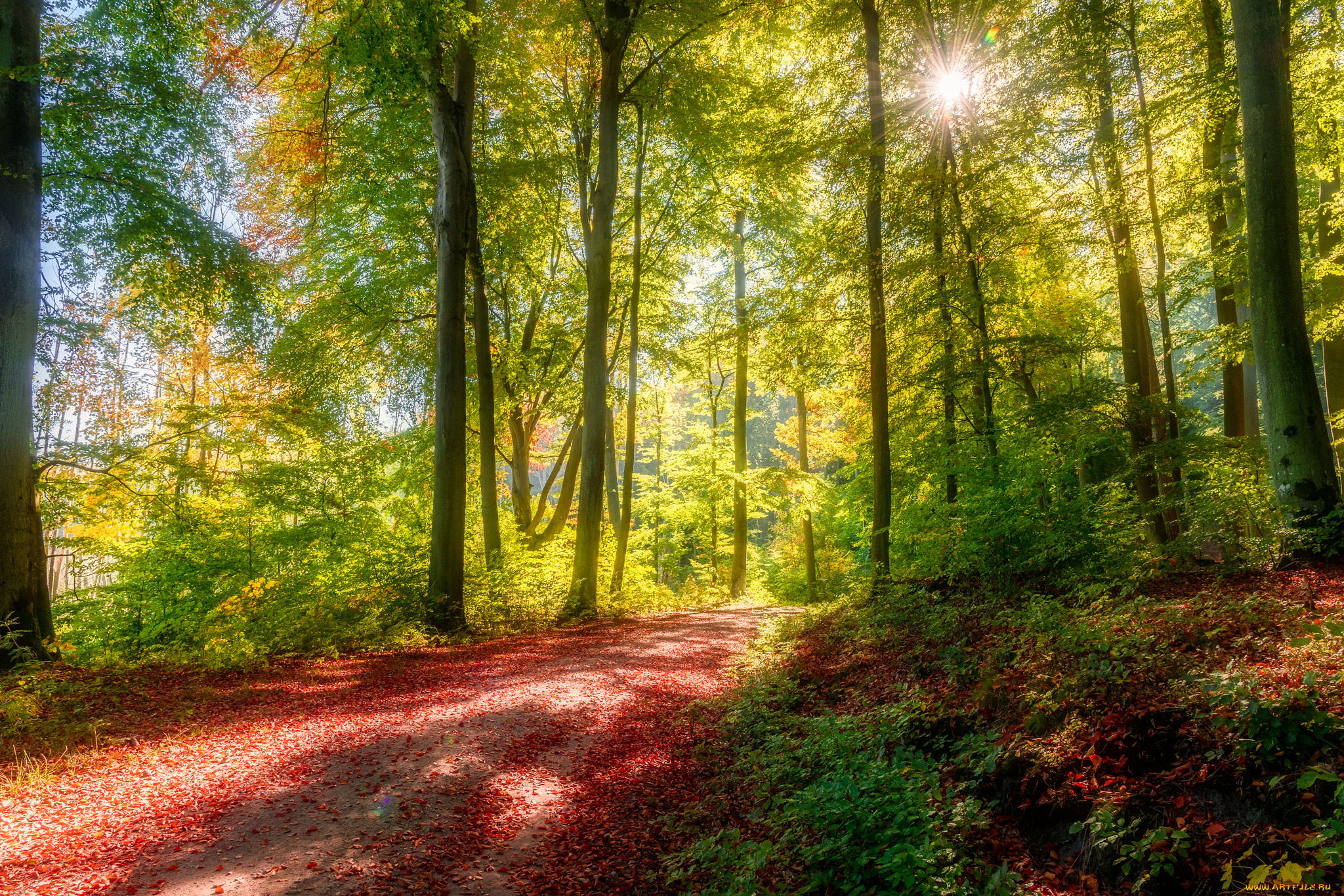 природа, лес, простор