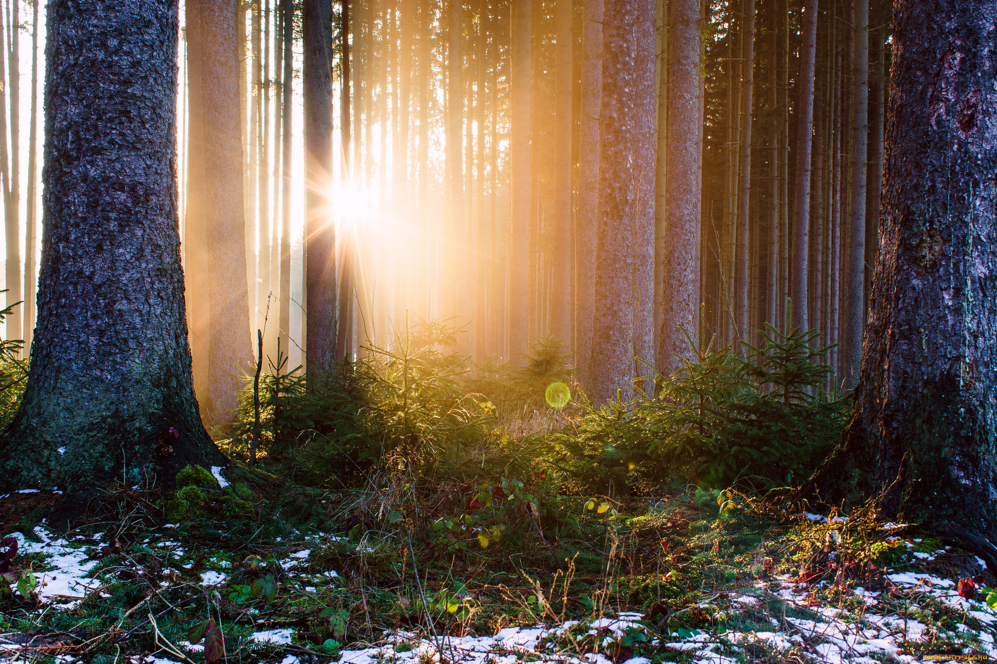 природа, лес, простор