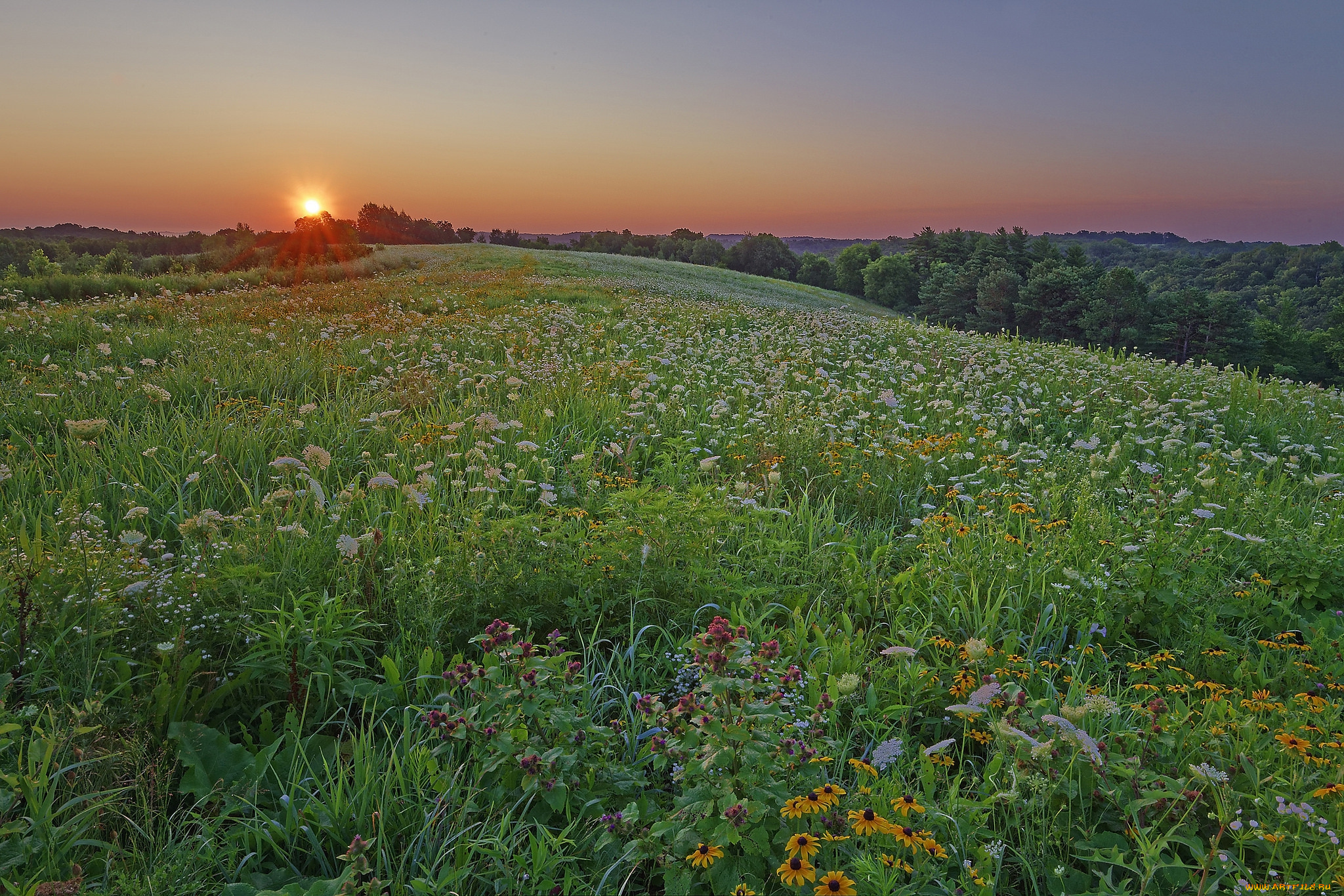 природа, луга, простор