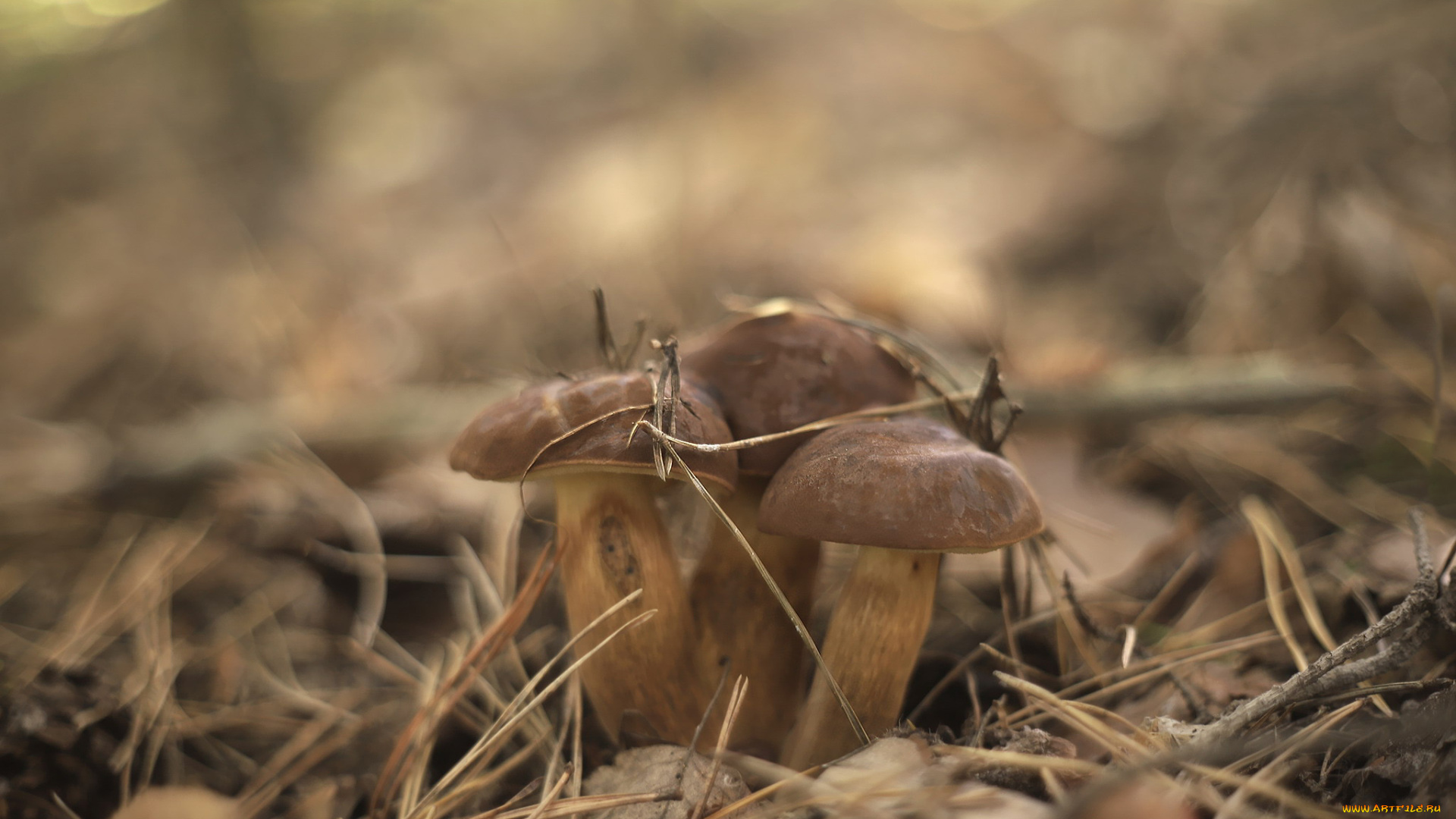природа, грибы, грибная, семейка