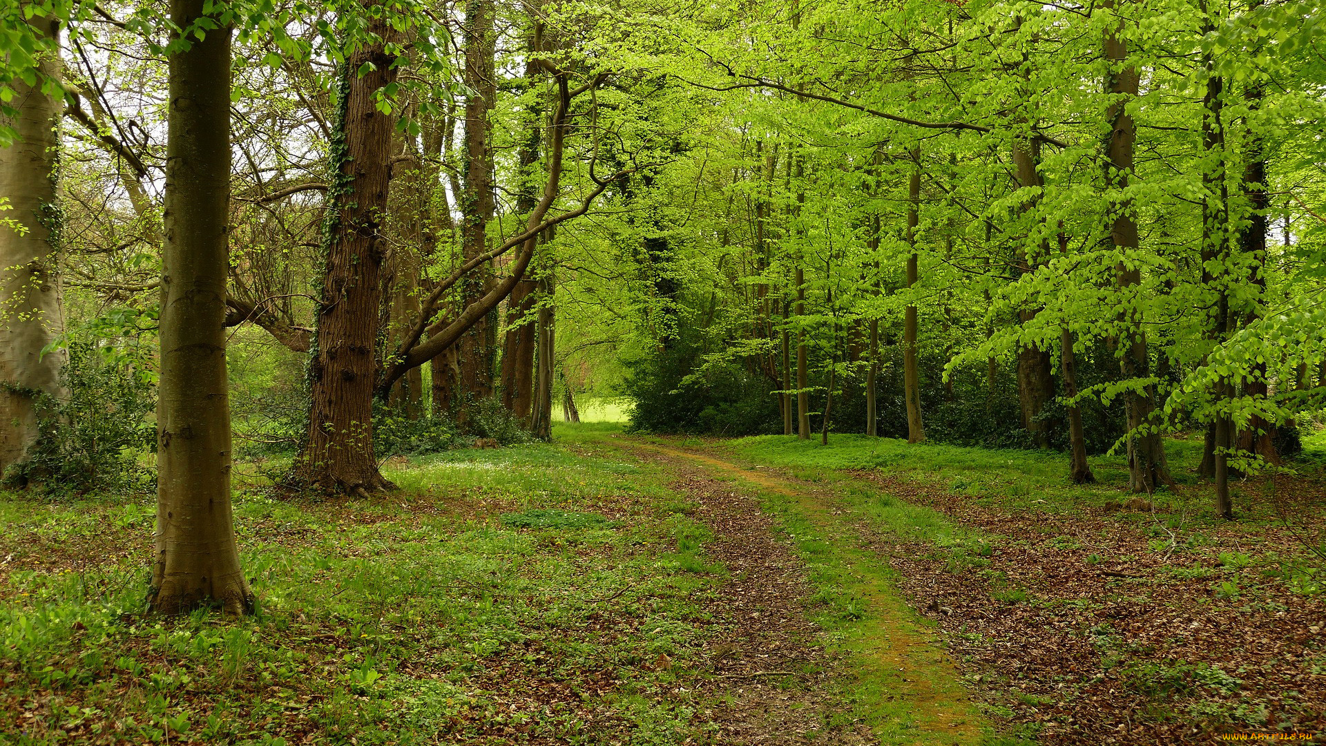 природа, лес, деревья, дорожка, лето