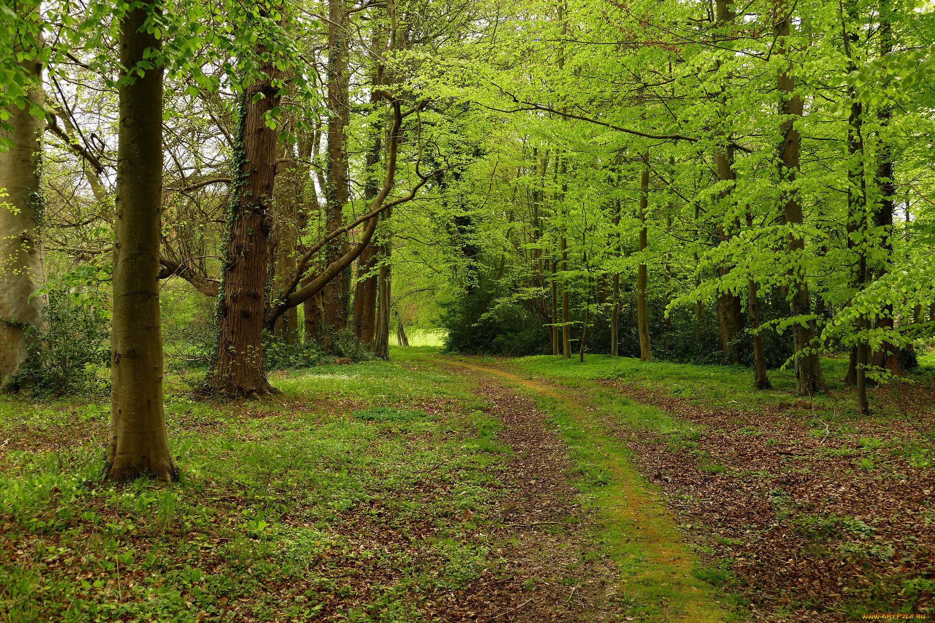 природа, лес, деревья, дорожка, лето