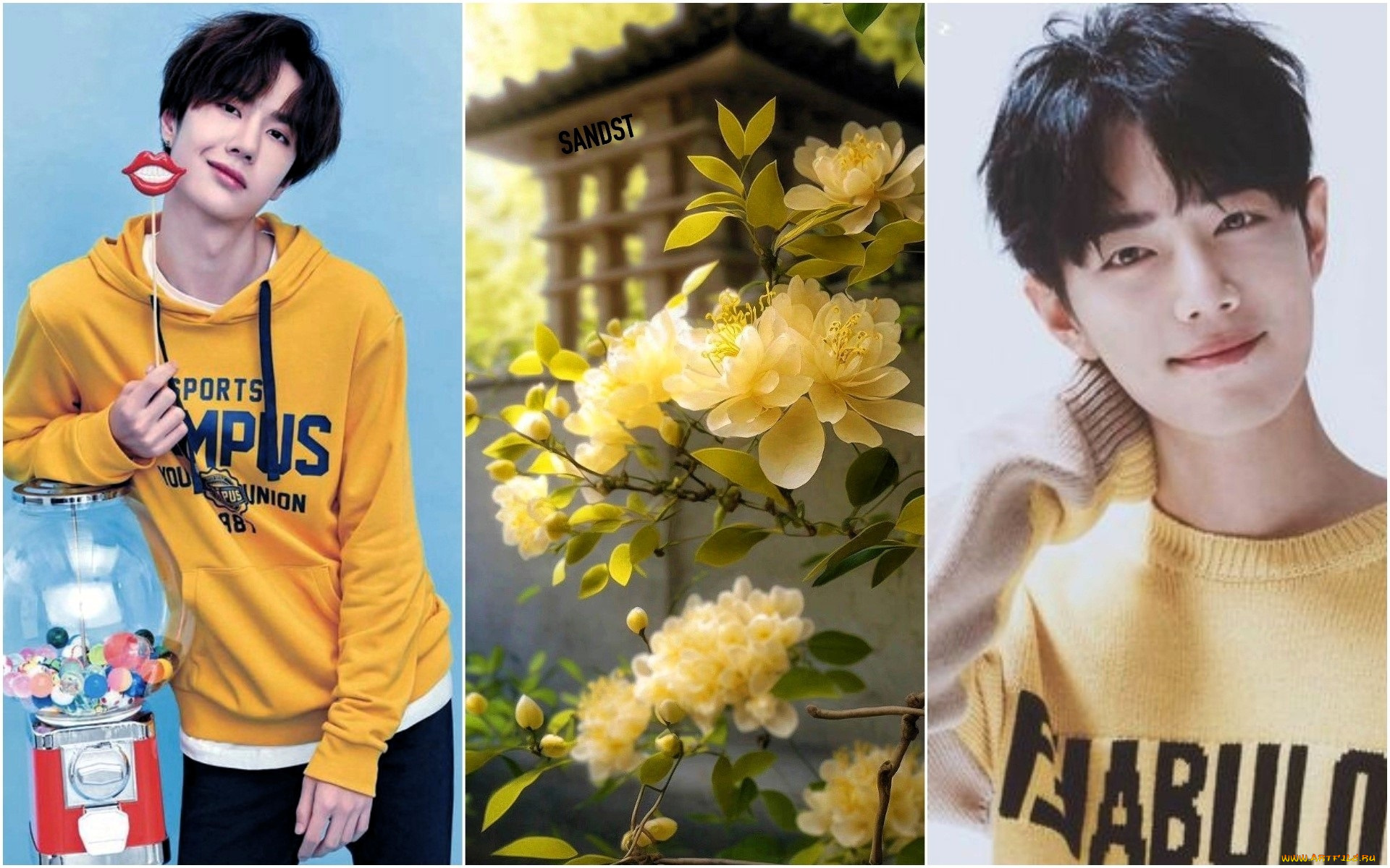 разное, знаменитости, ван, ибо, сяо, чжань, желтый, цветы