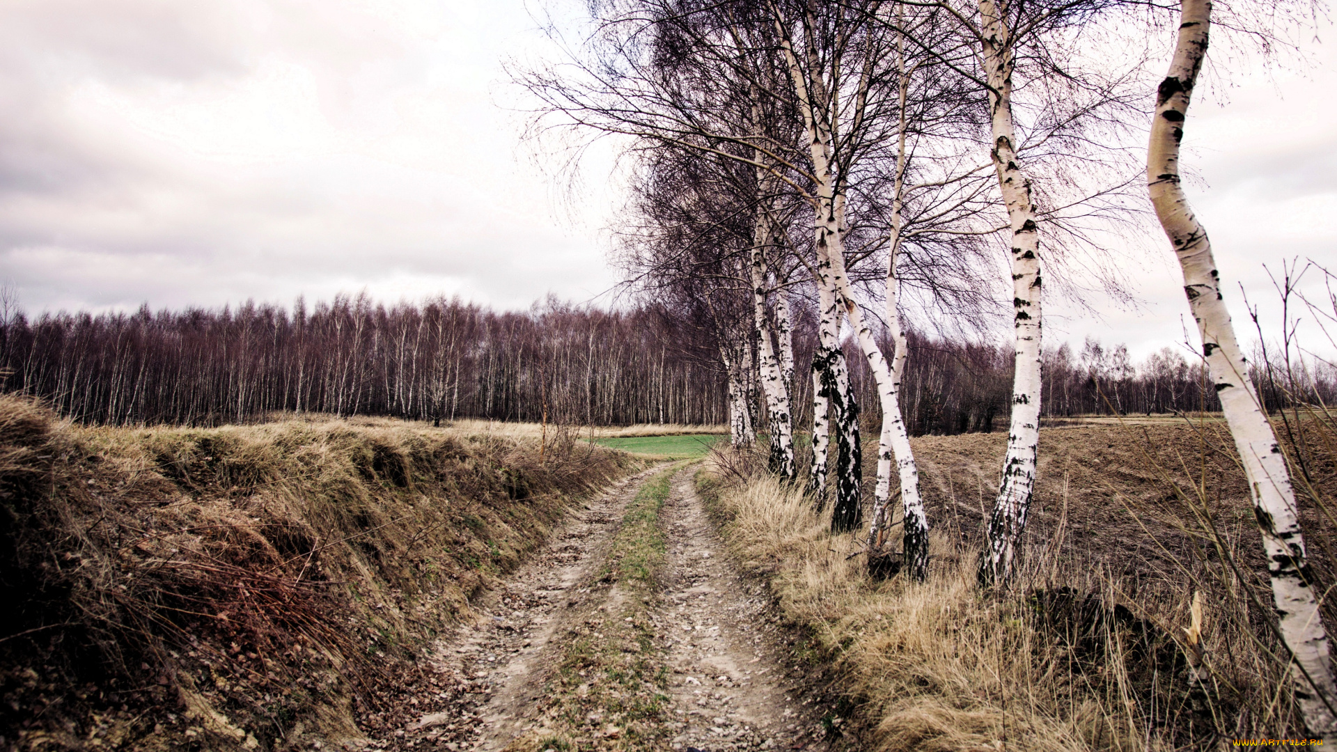 природа, дороги, дорога, поля, лес, березы