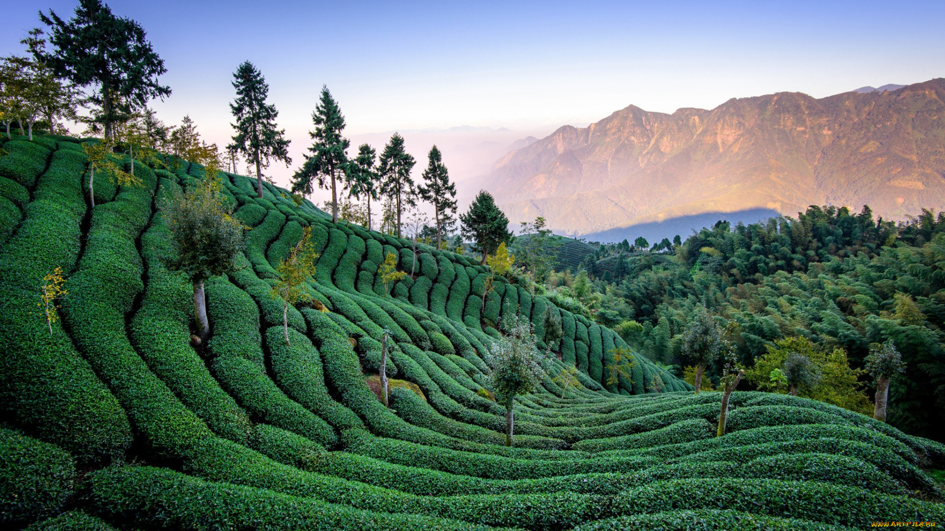 природа, поля, тайвань, чайная, плантация
