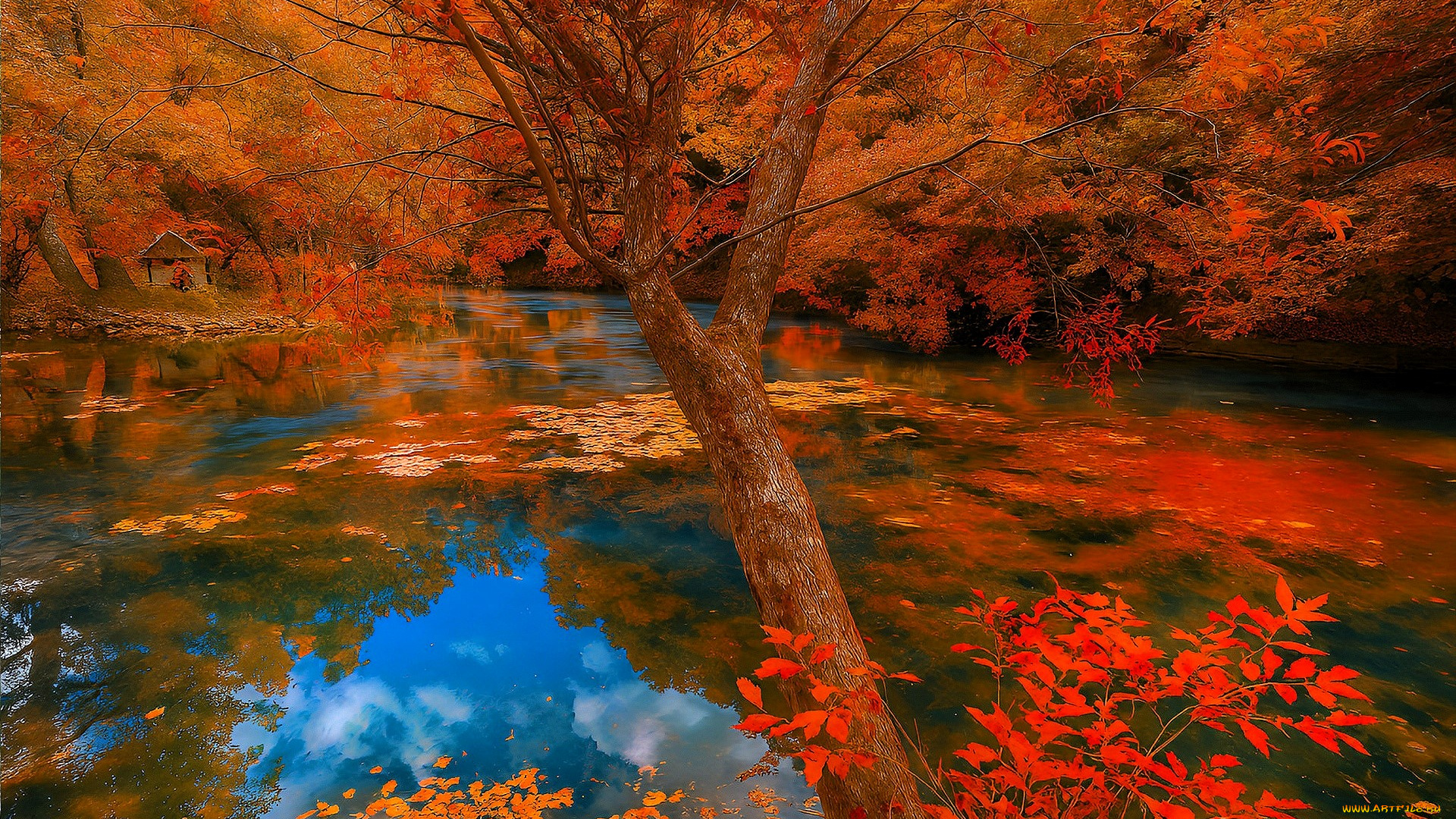 разное, компьютерный, дизайн, осень, лес, озеро, деревья, листья