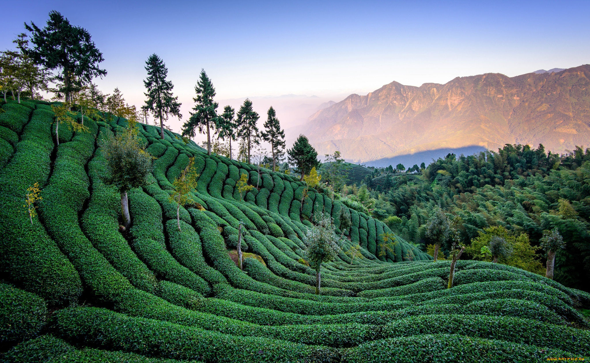 природа, поля, тайвань, чайная, плантация