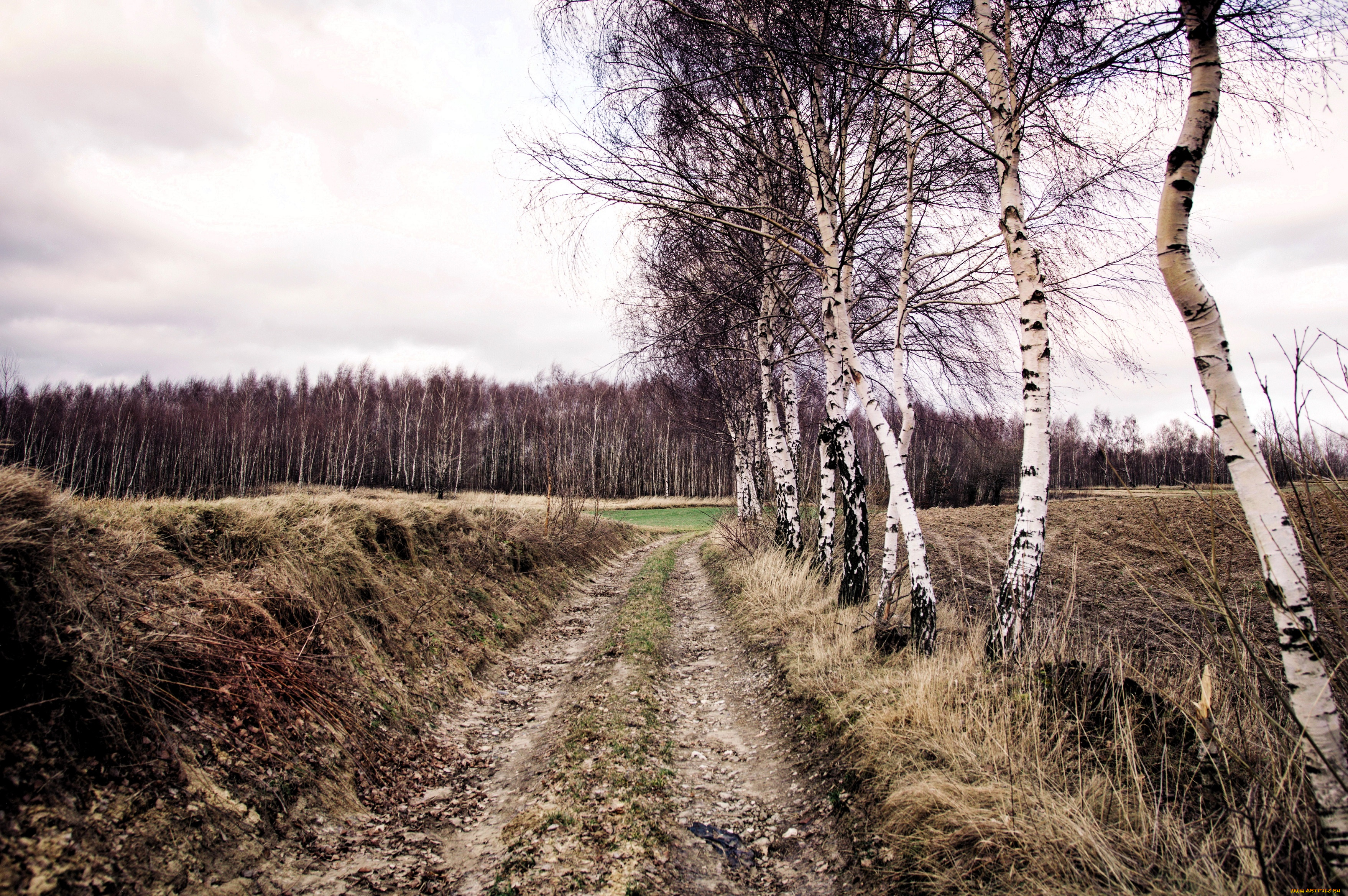 природа, дороги, дорога, поля, лес, березы