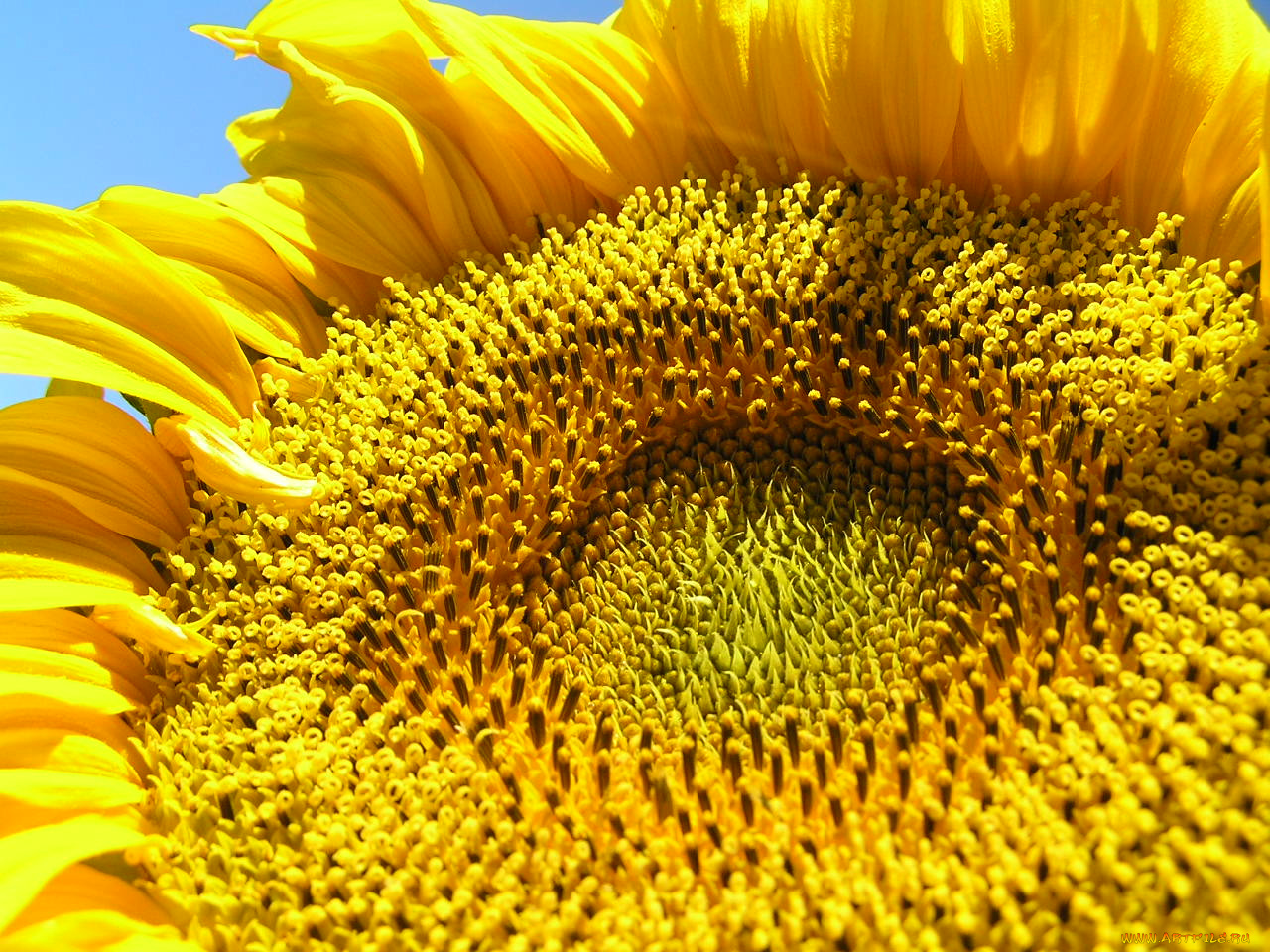 цветы, подсолнухи