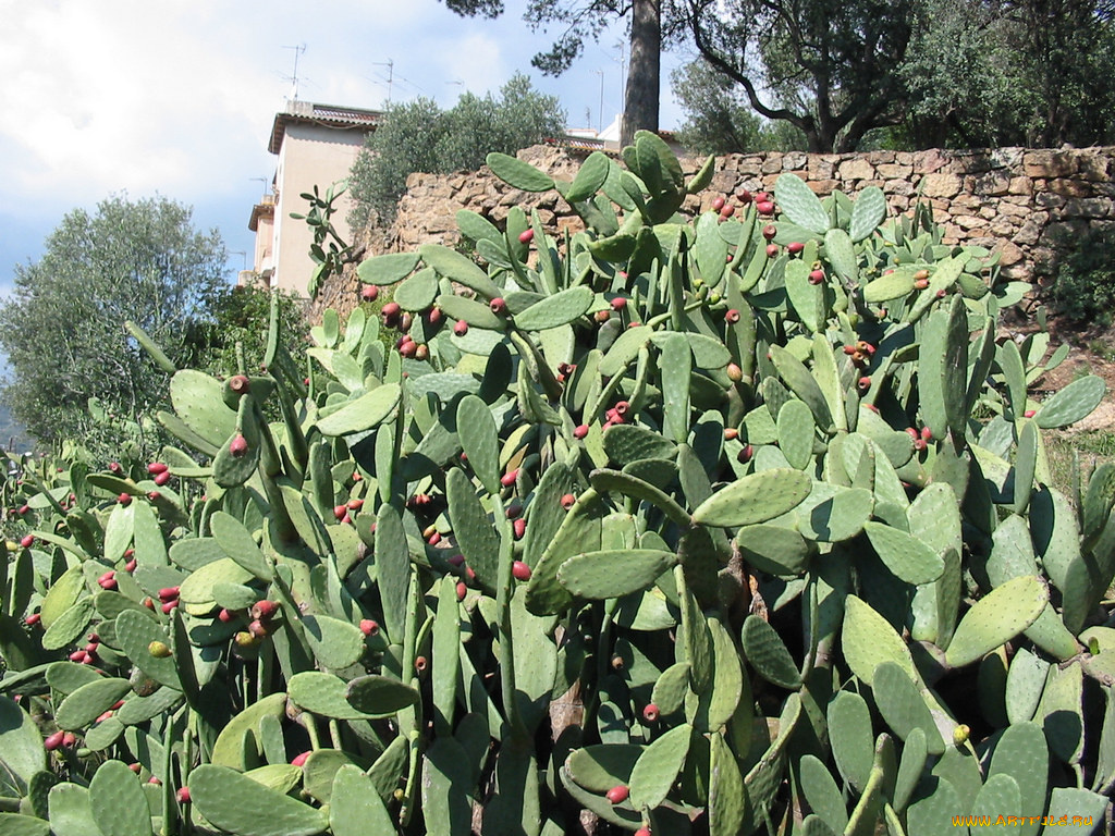 цветы, кактусы