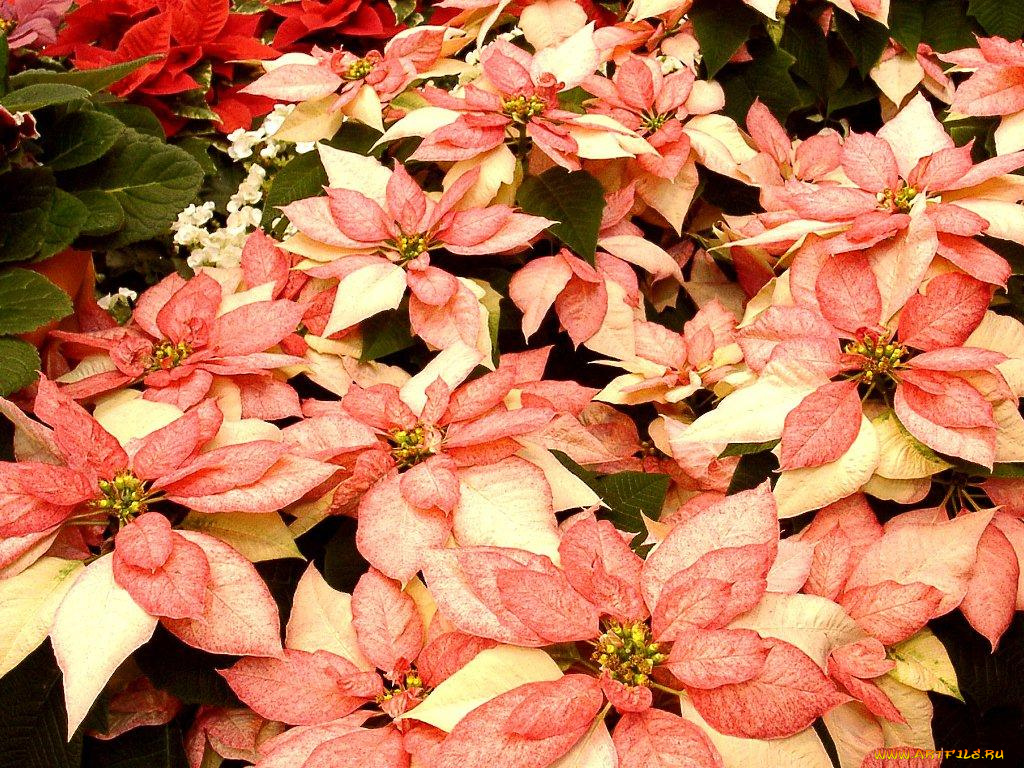 цветы, пуансеттия