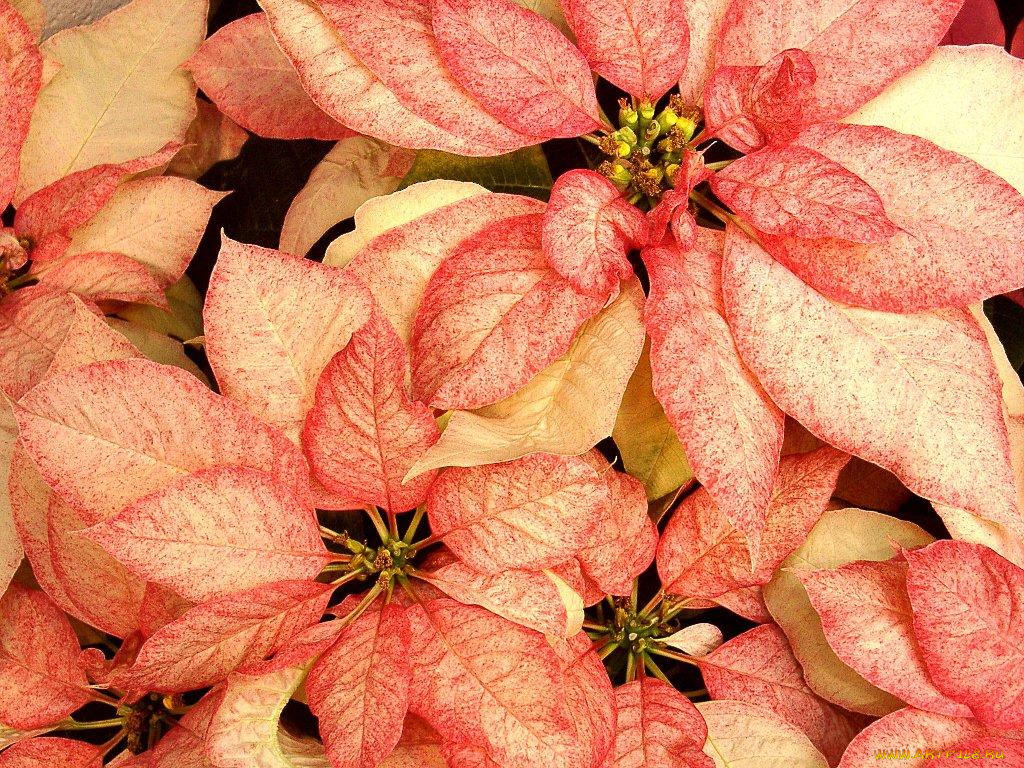 цветы, пуансеттия