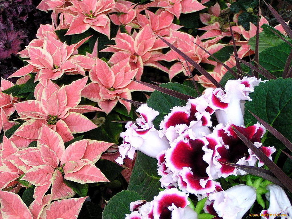 цветы, разные, вместе