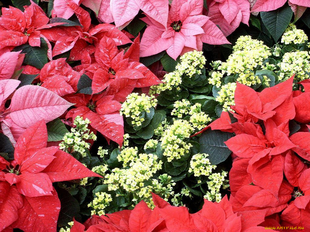 цветы, разные, вместе