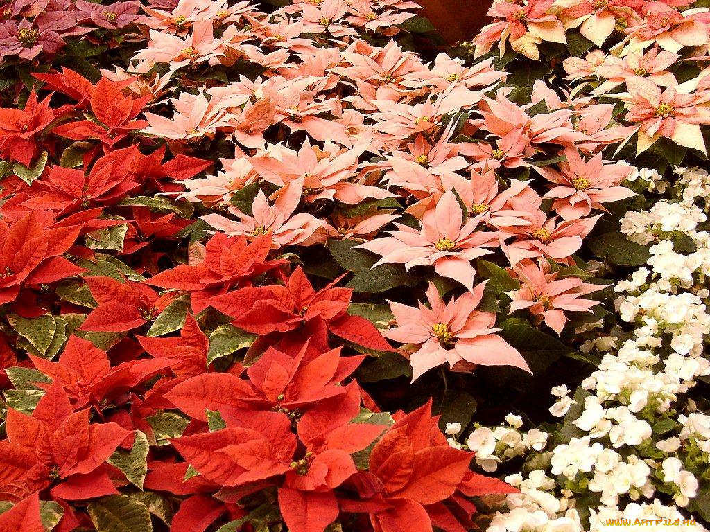 цветы, разные, вместе