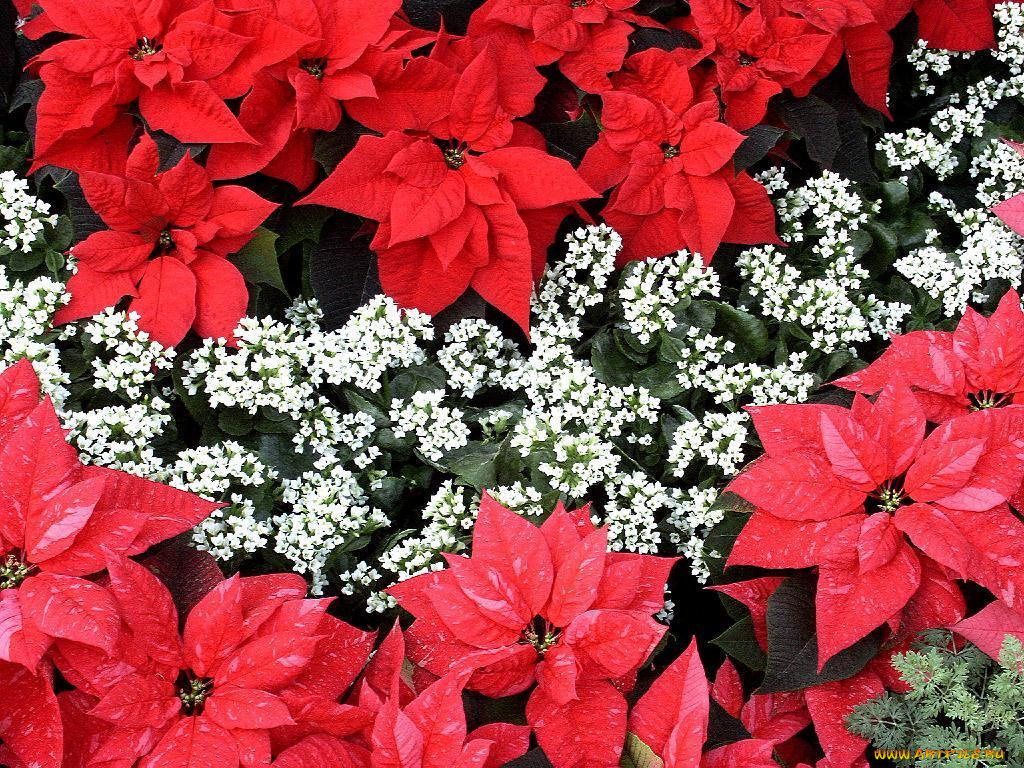 цветы, разные, вместе