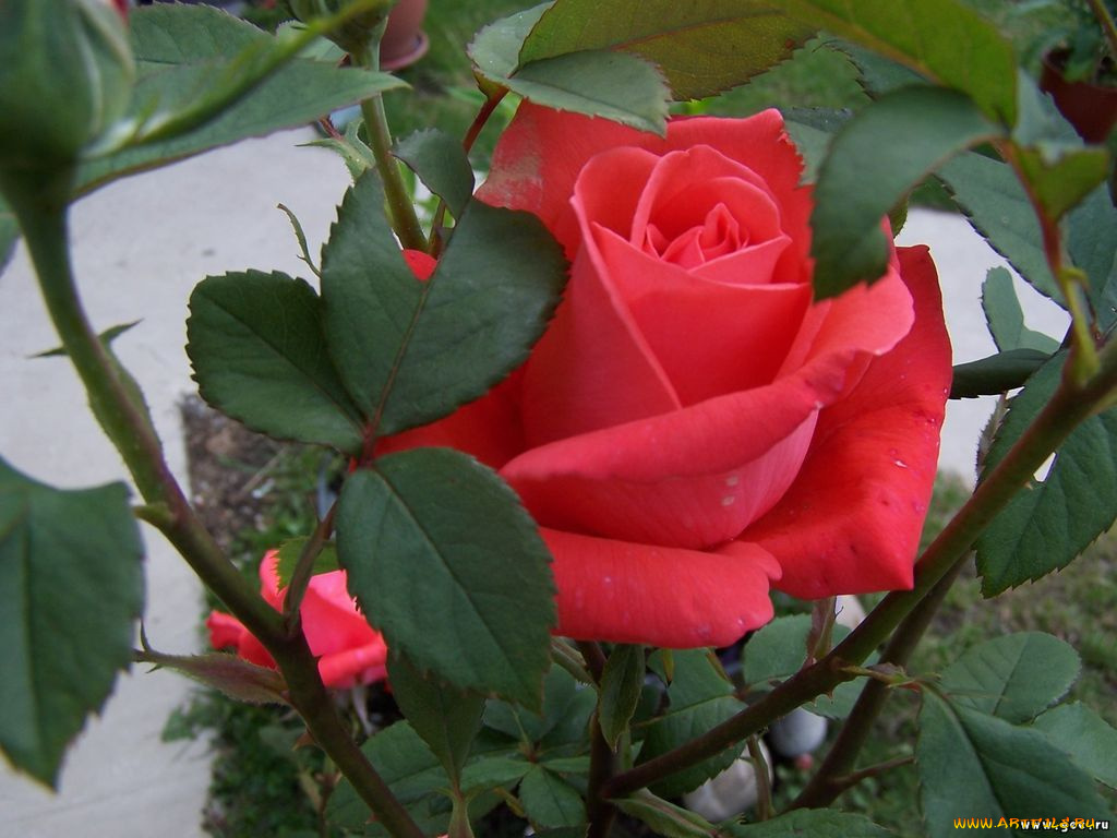 цветы, розы