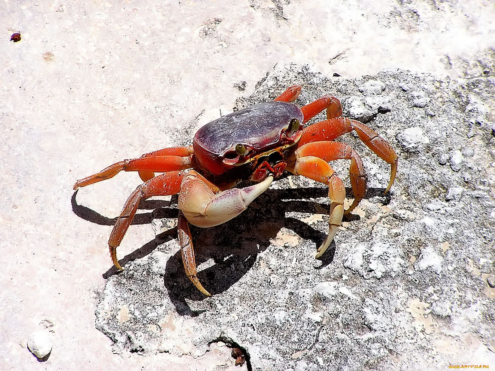 blue, crab, животные, крабы, раки