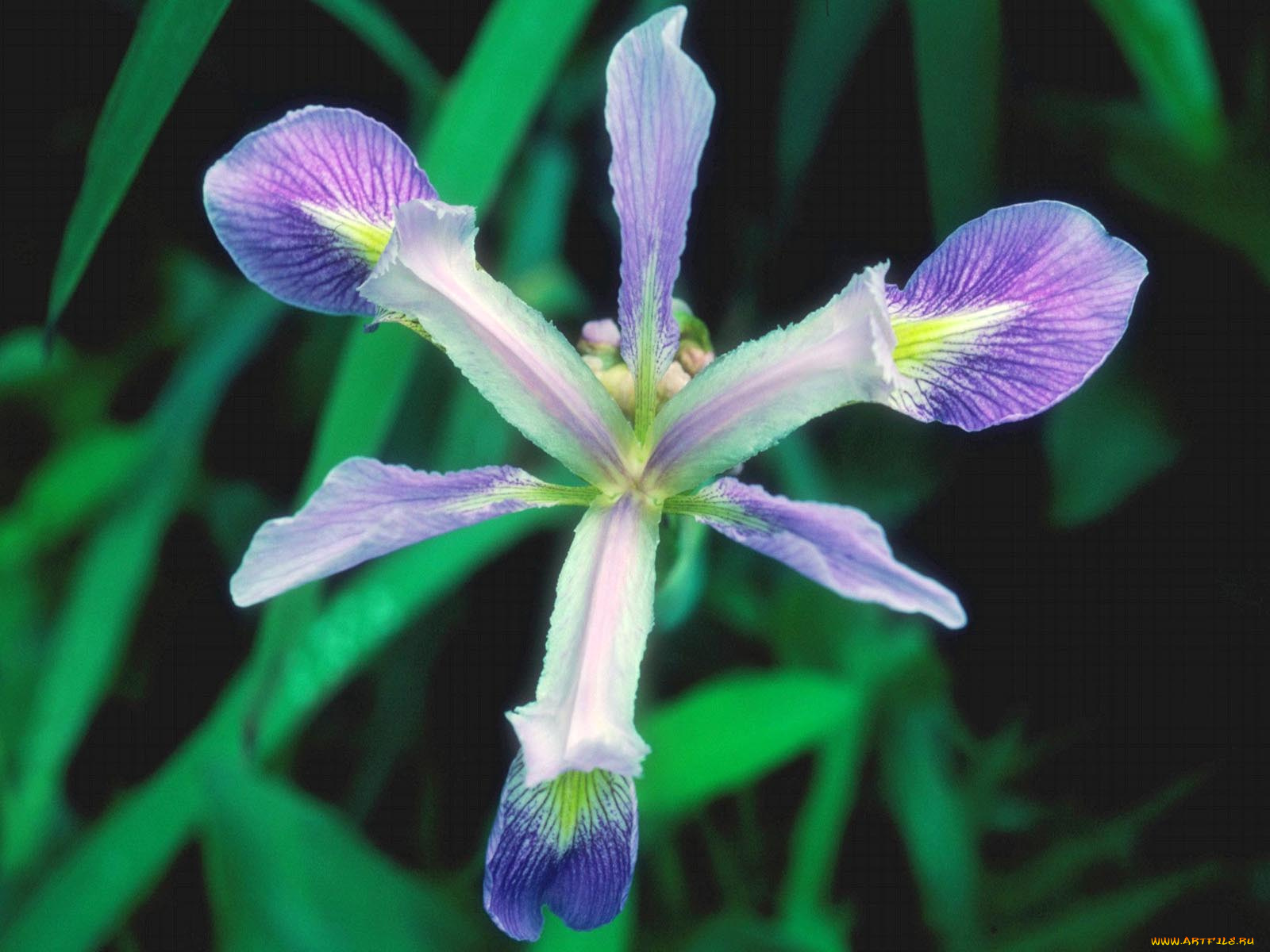 цветы, ирисы