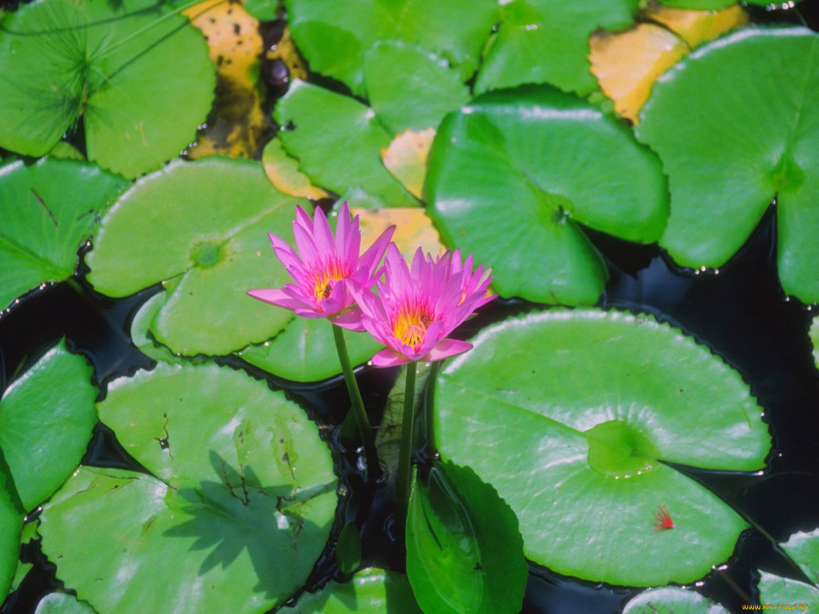 цветы, лилии, водяные, нимфеи, кувшинки