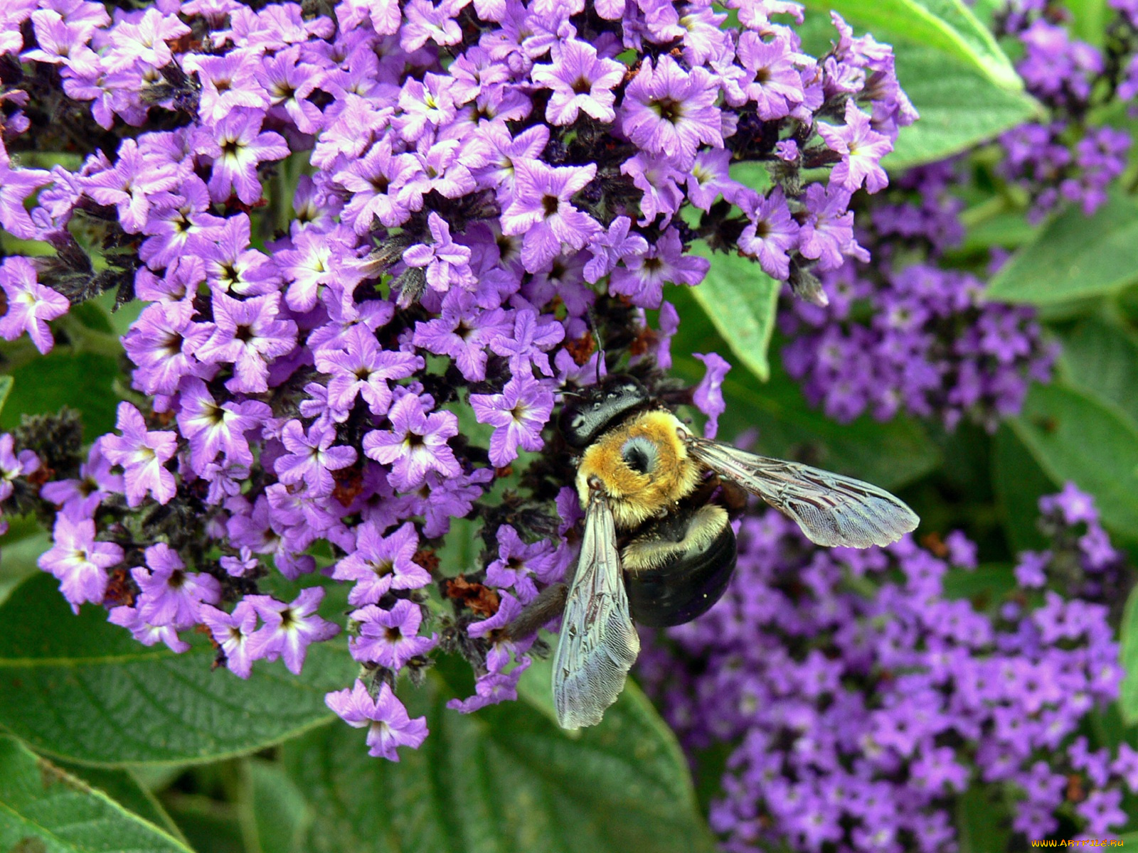 животные, пчелы, осы, шмели