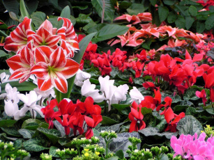 Картинка цветы разные вместе