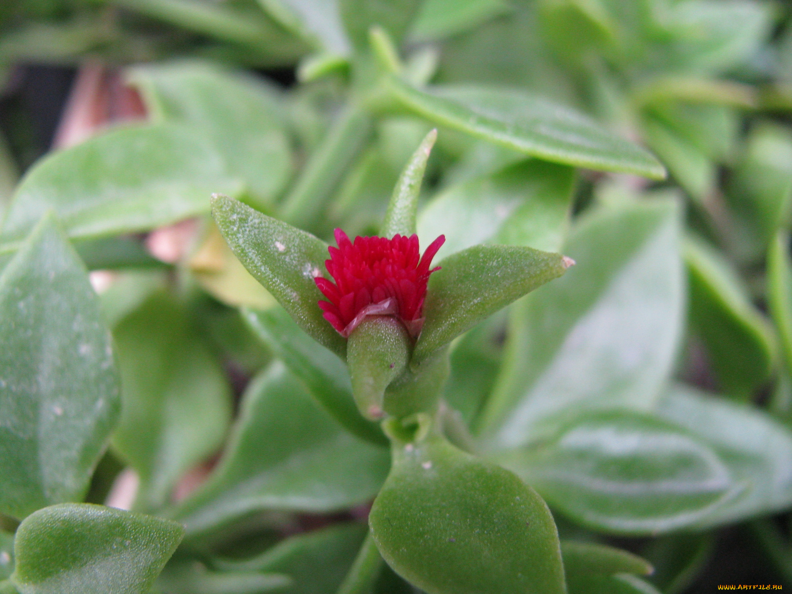 цветы, аизовые