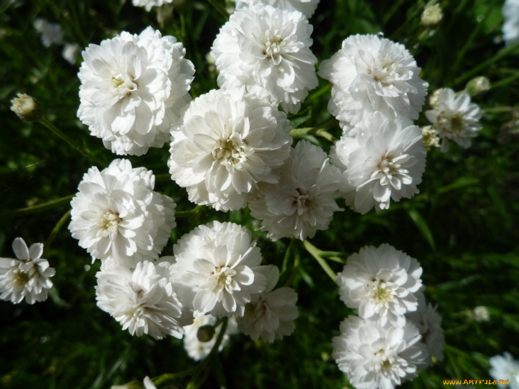 цветы, хризантемы