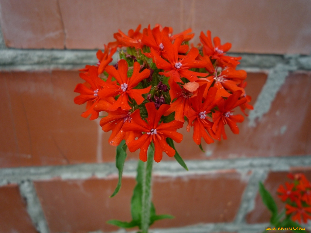 цветы, лантана, вербена