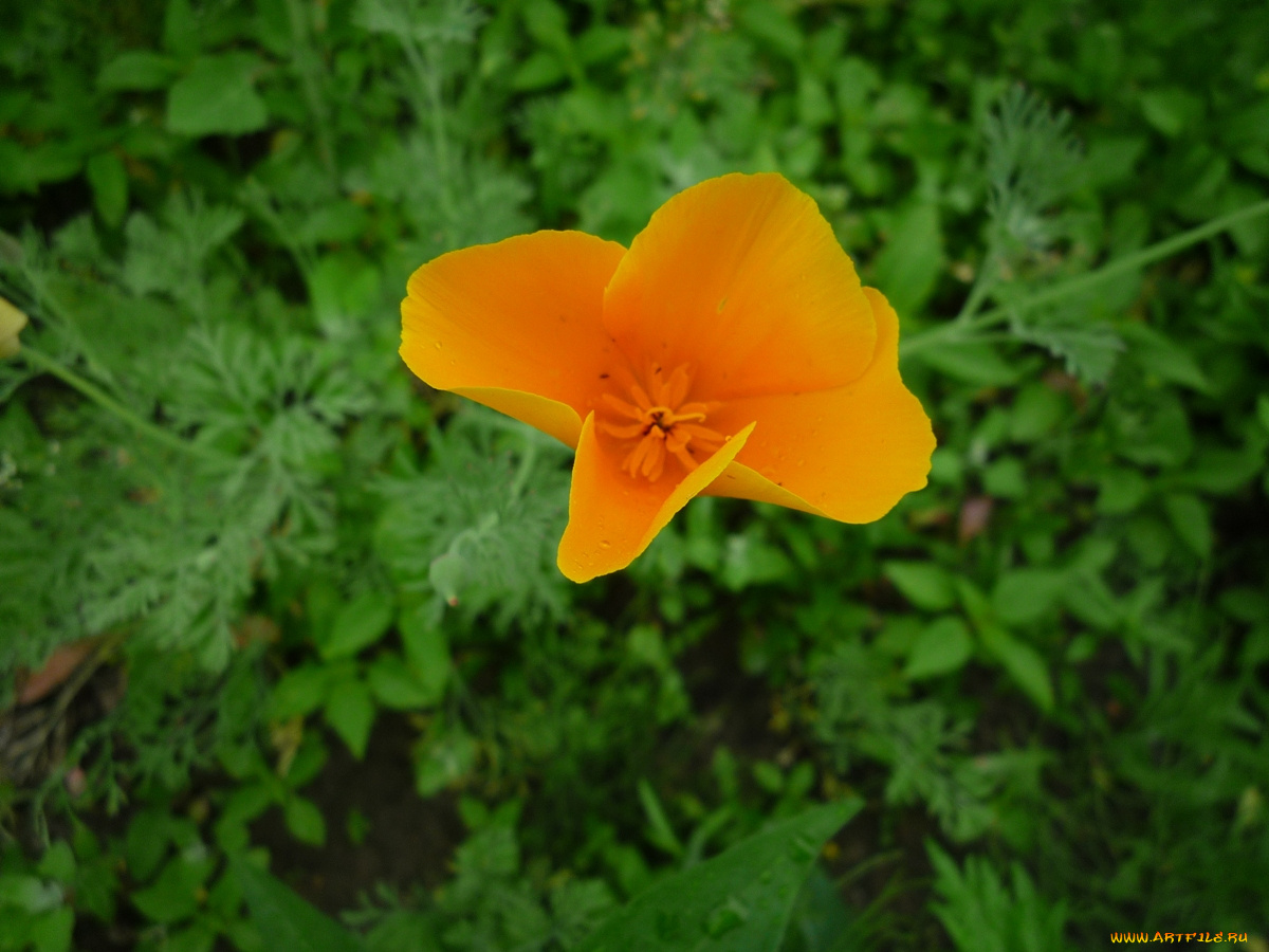 цветы, эшшольция