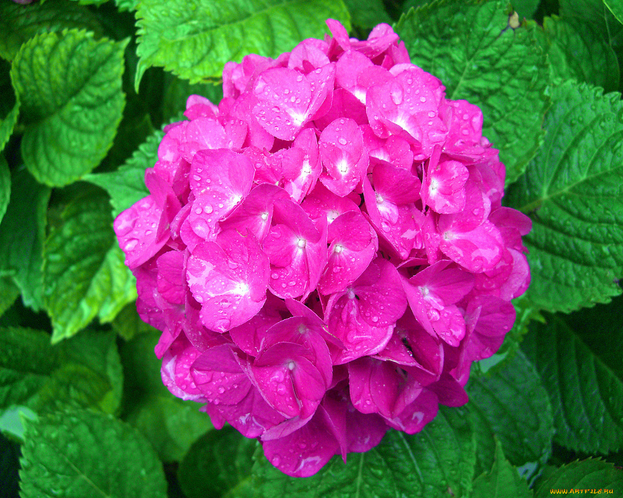 цветы, гортензия