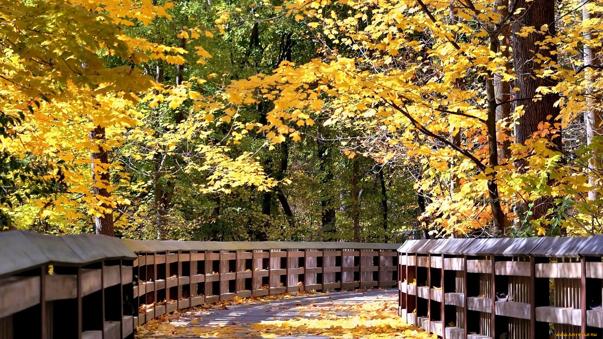 природа, дороги