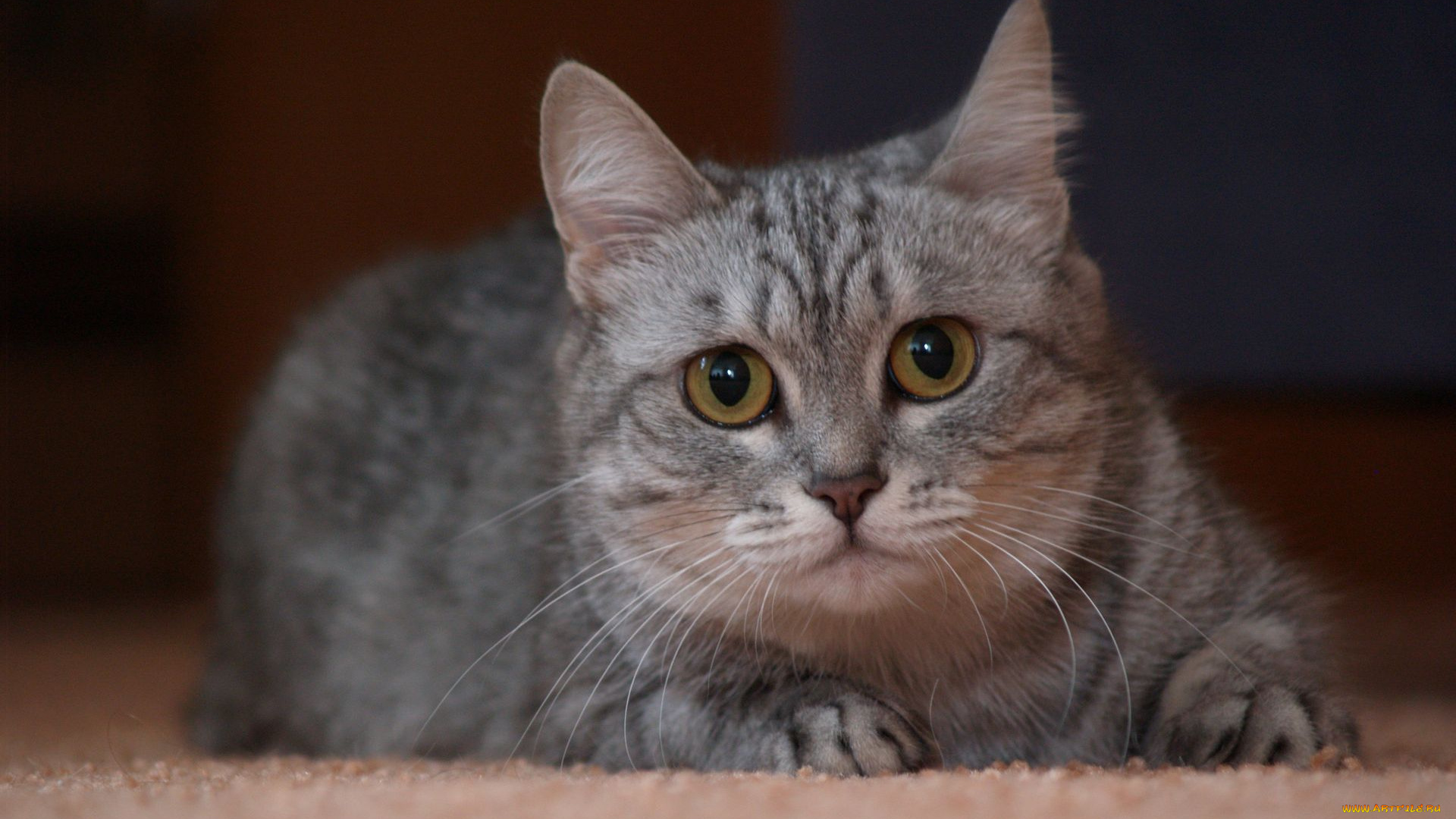 животные, коты