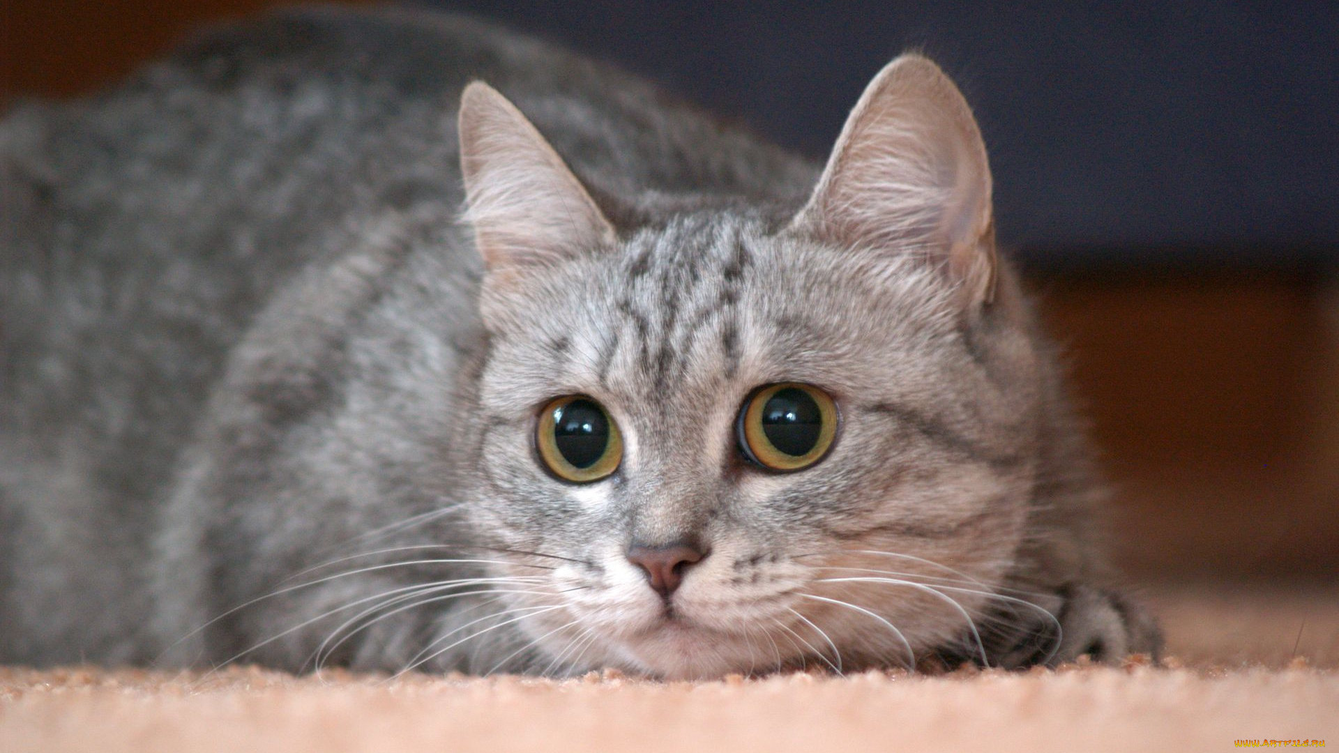 животные, коты