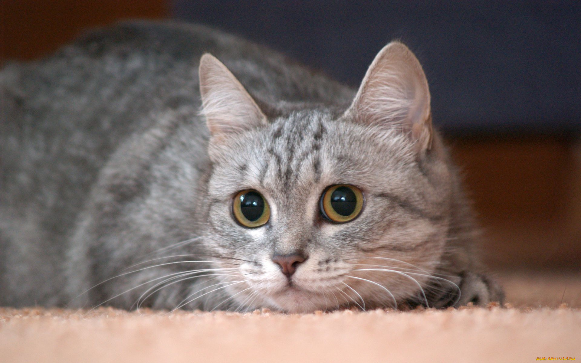 животные, коты