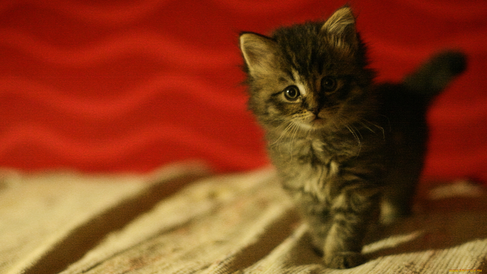 животные, коты