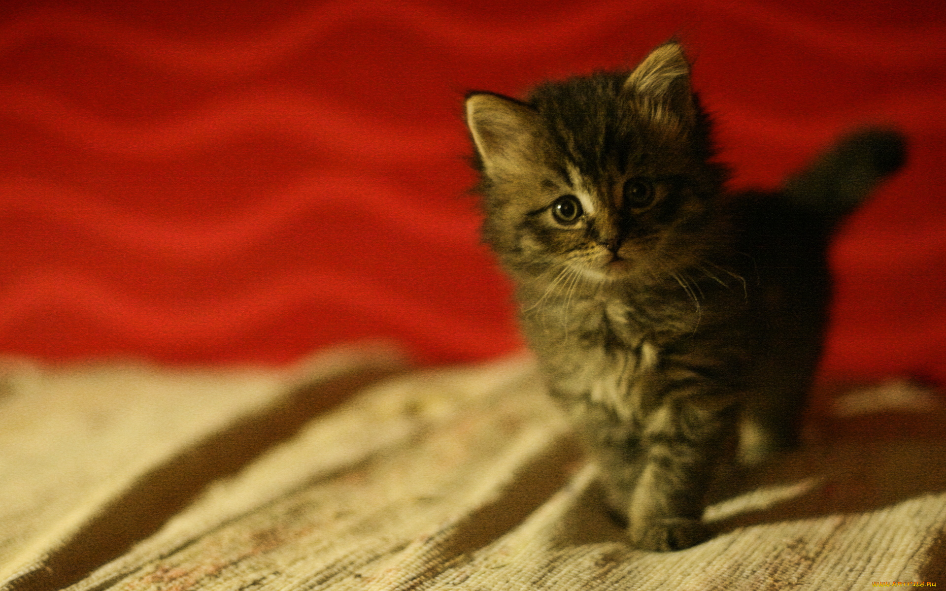 животные, коты